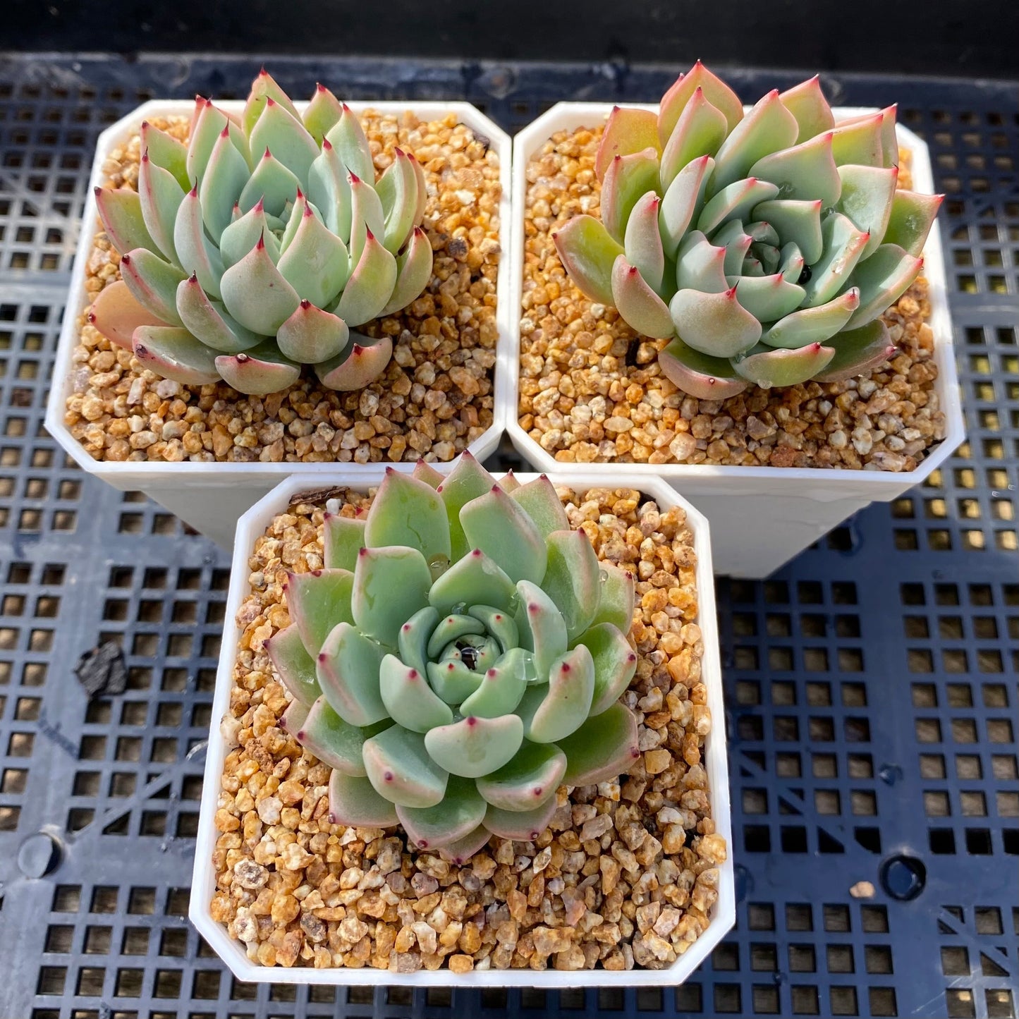 Echeveria sarahime botan x puebla