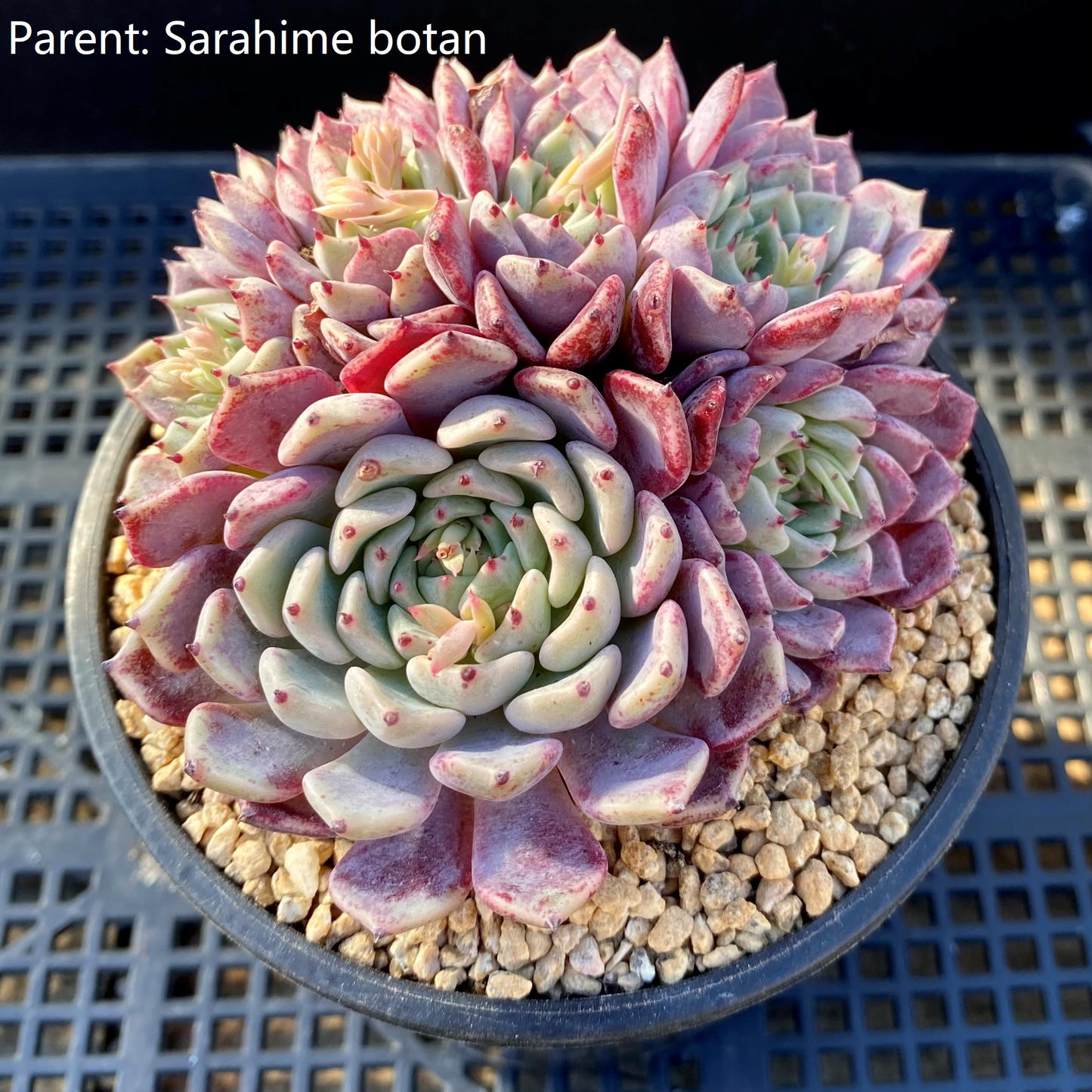 Echeveria sarahime botan x puebla
