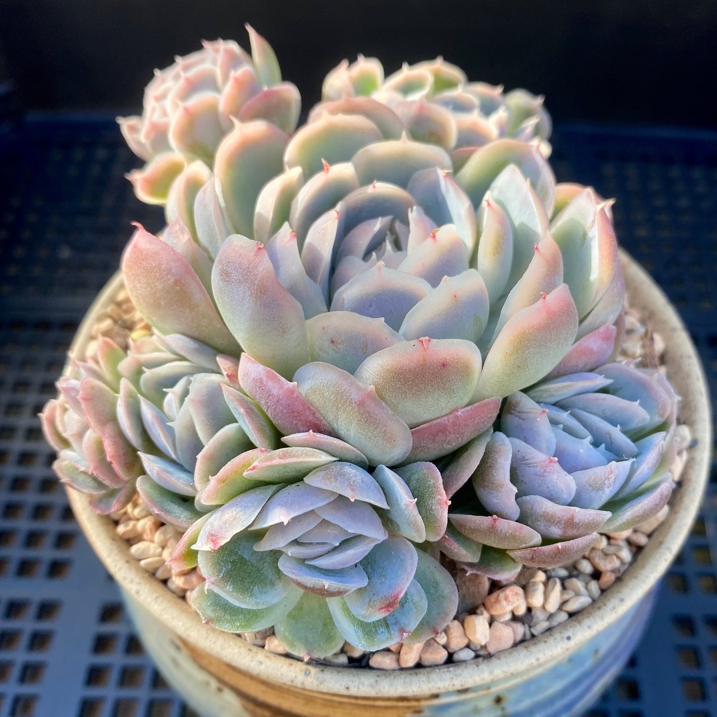 Echeveria sina