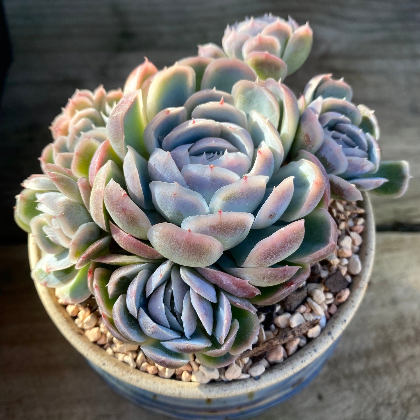 Echeveria sina