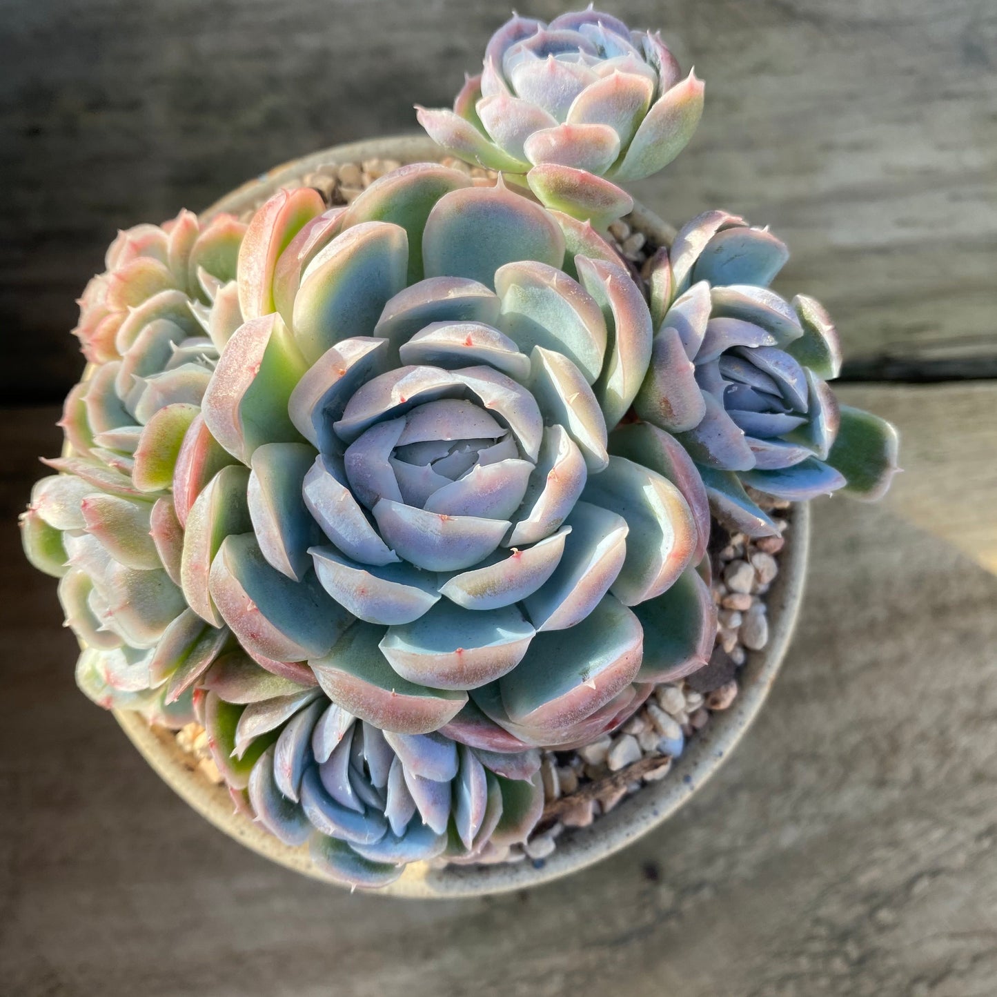 Echeveria sina