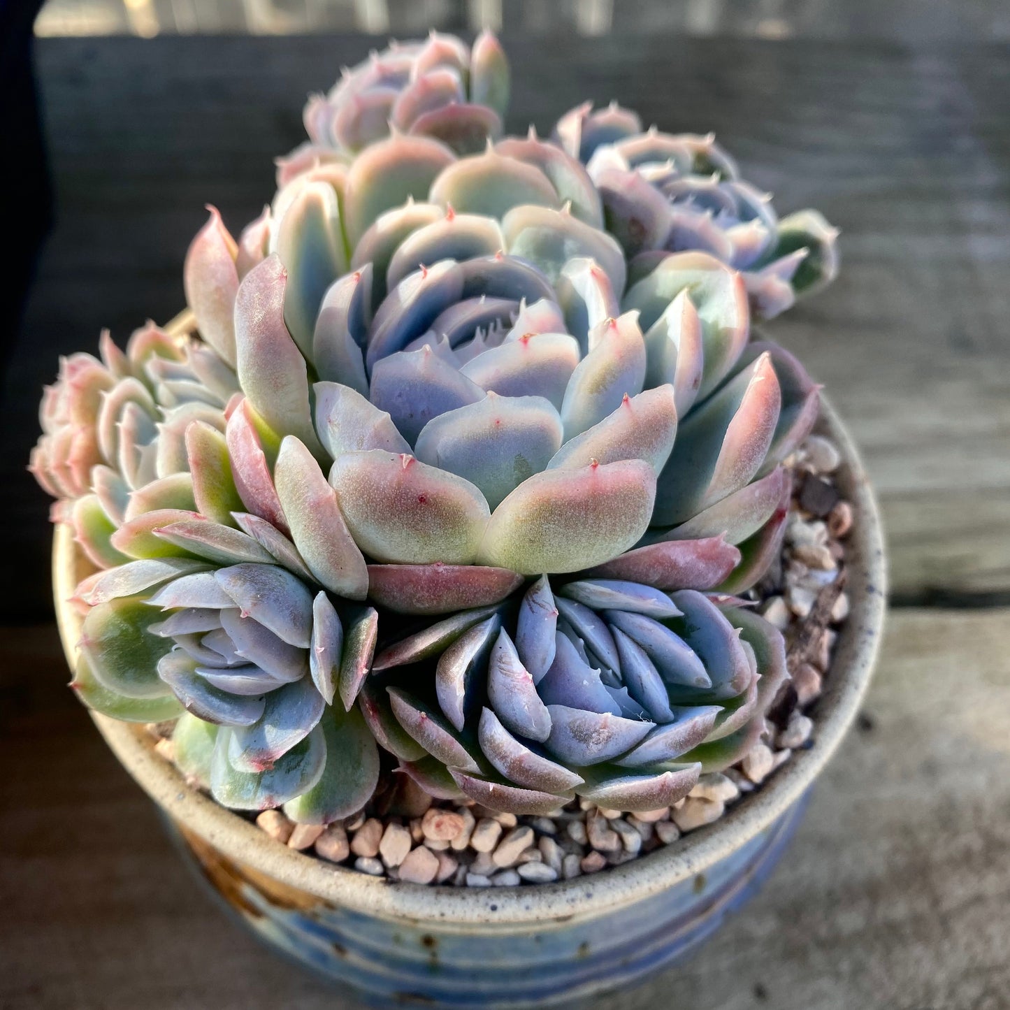 Echeveria sina