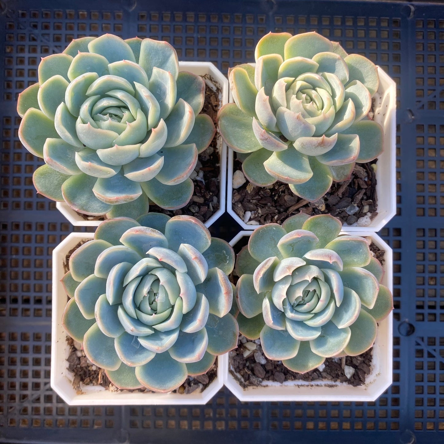 Echeveria sina