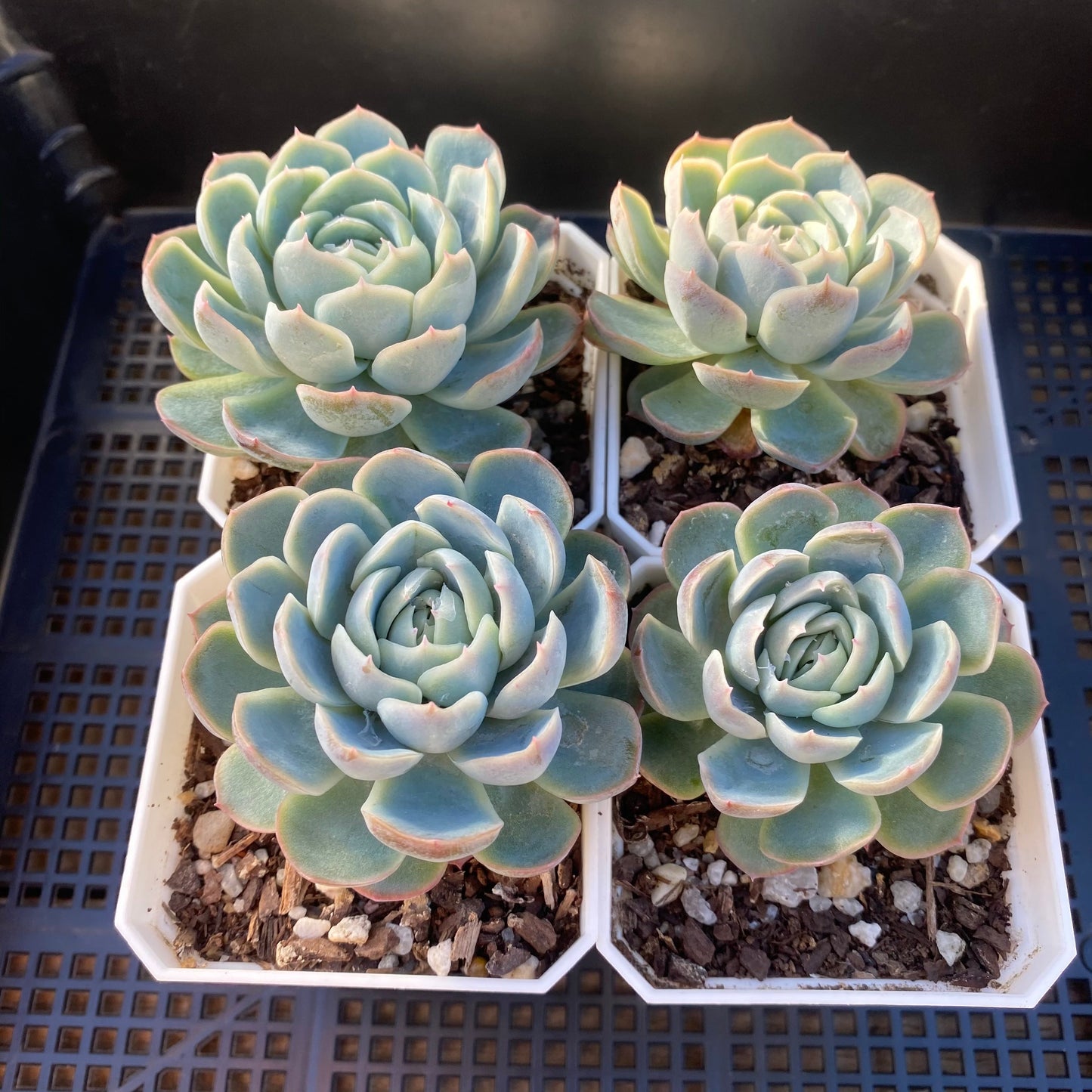 Echeveria sina