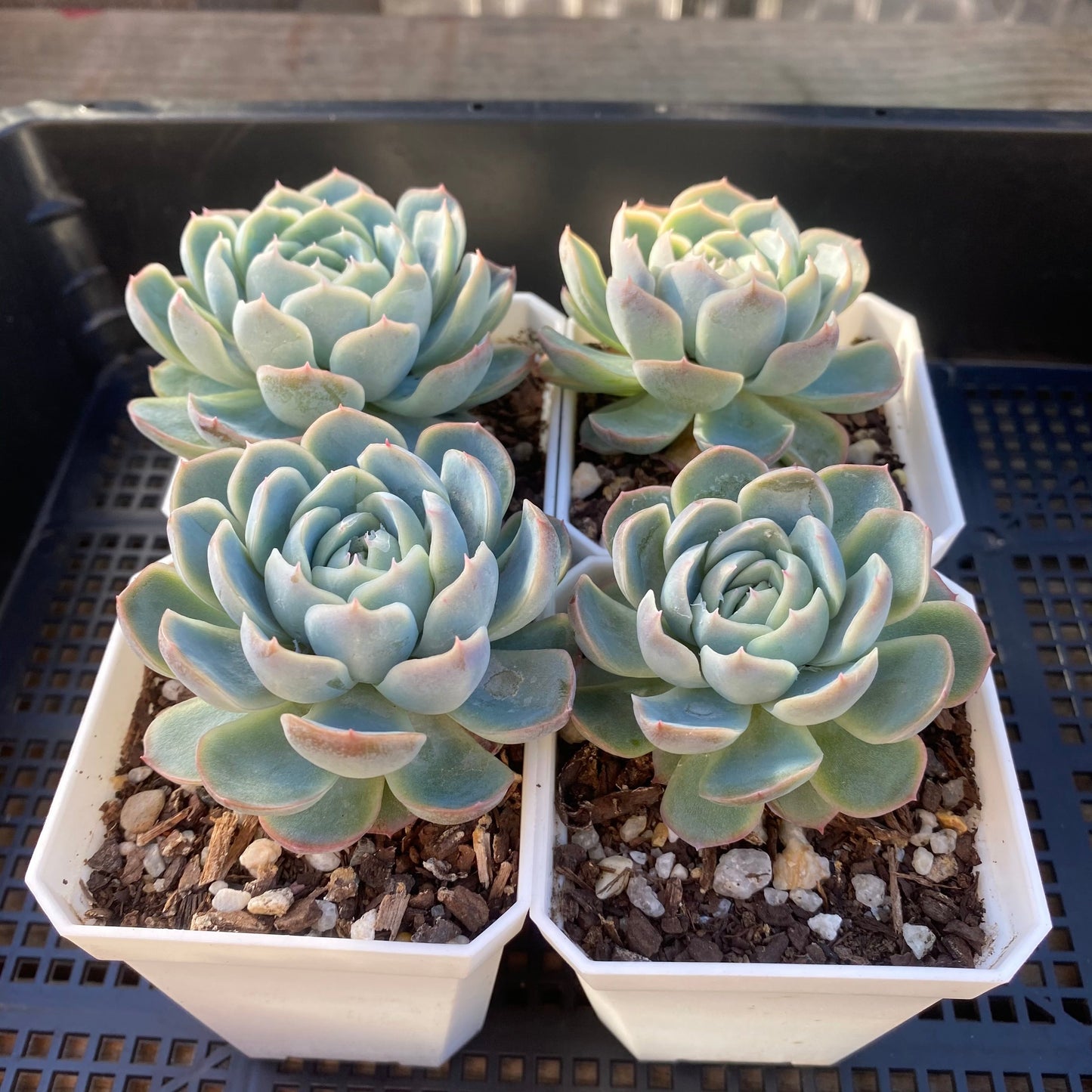 Echeveria sina