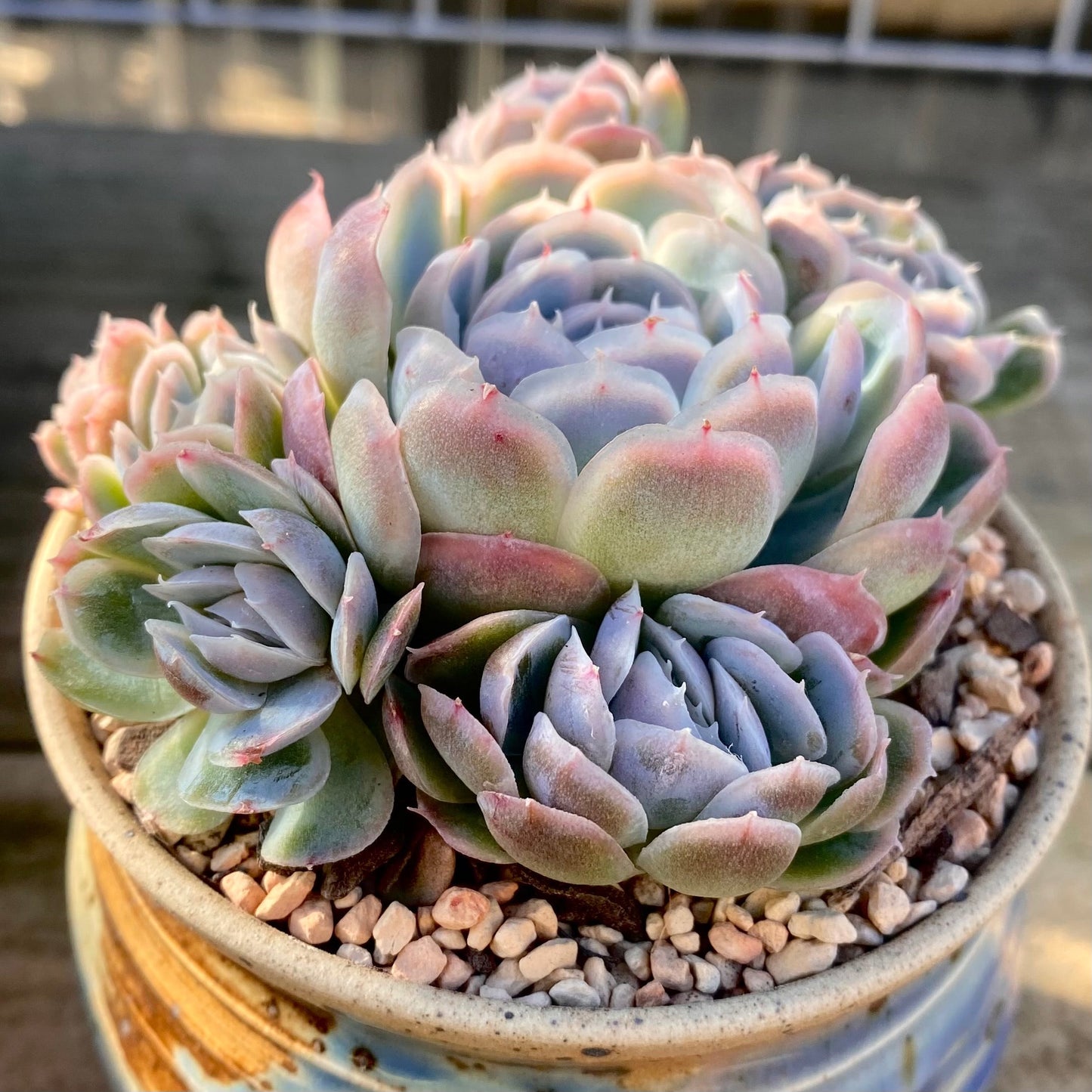 Echeveria sina