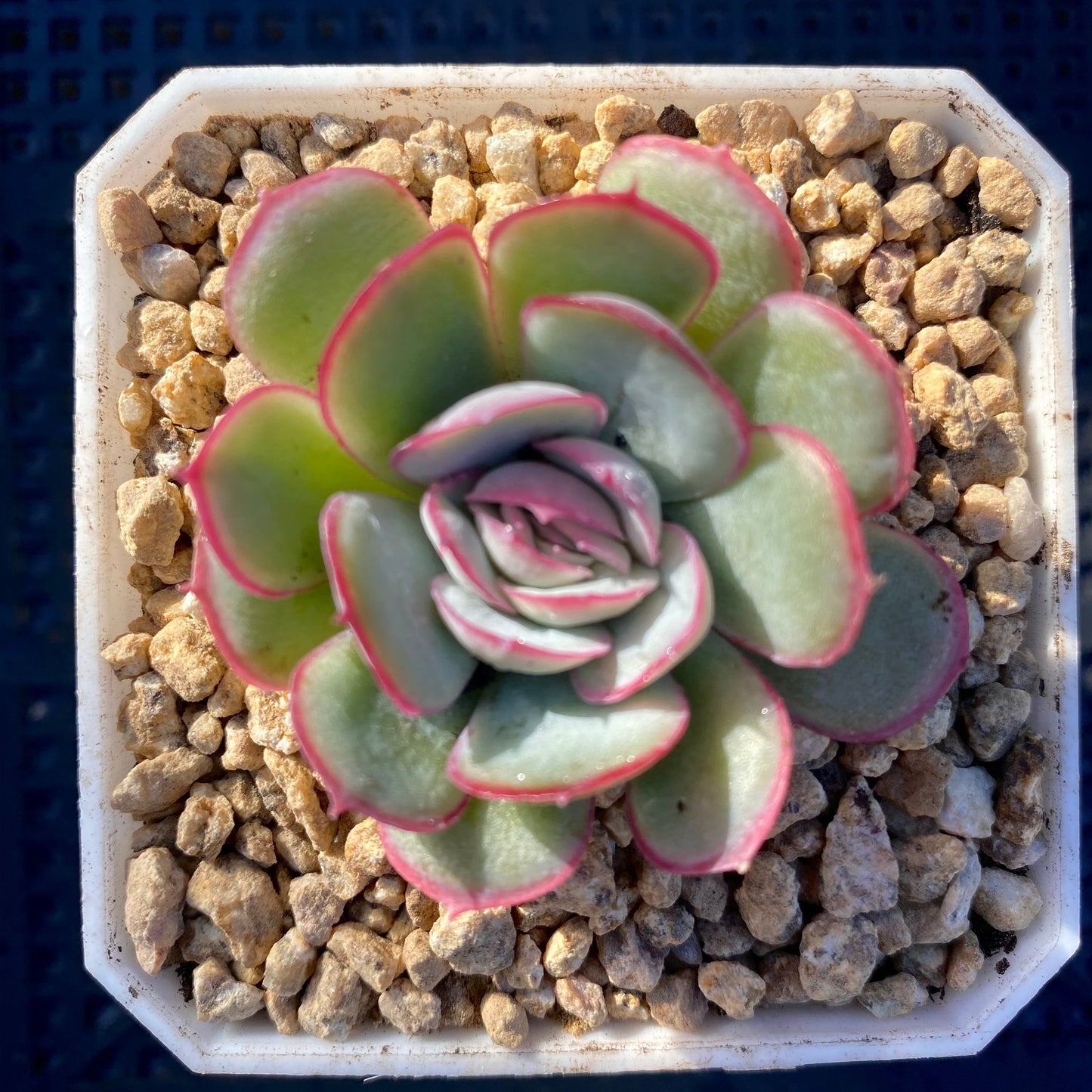 Echeveria strawberry ice