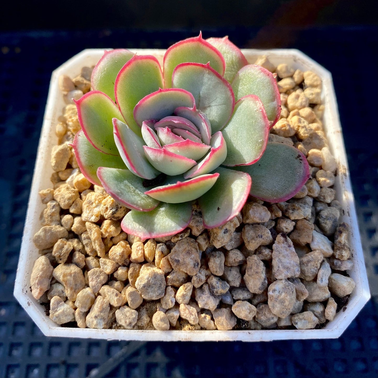 Echeveria strawberry ice