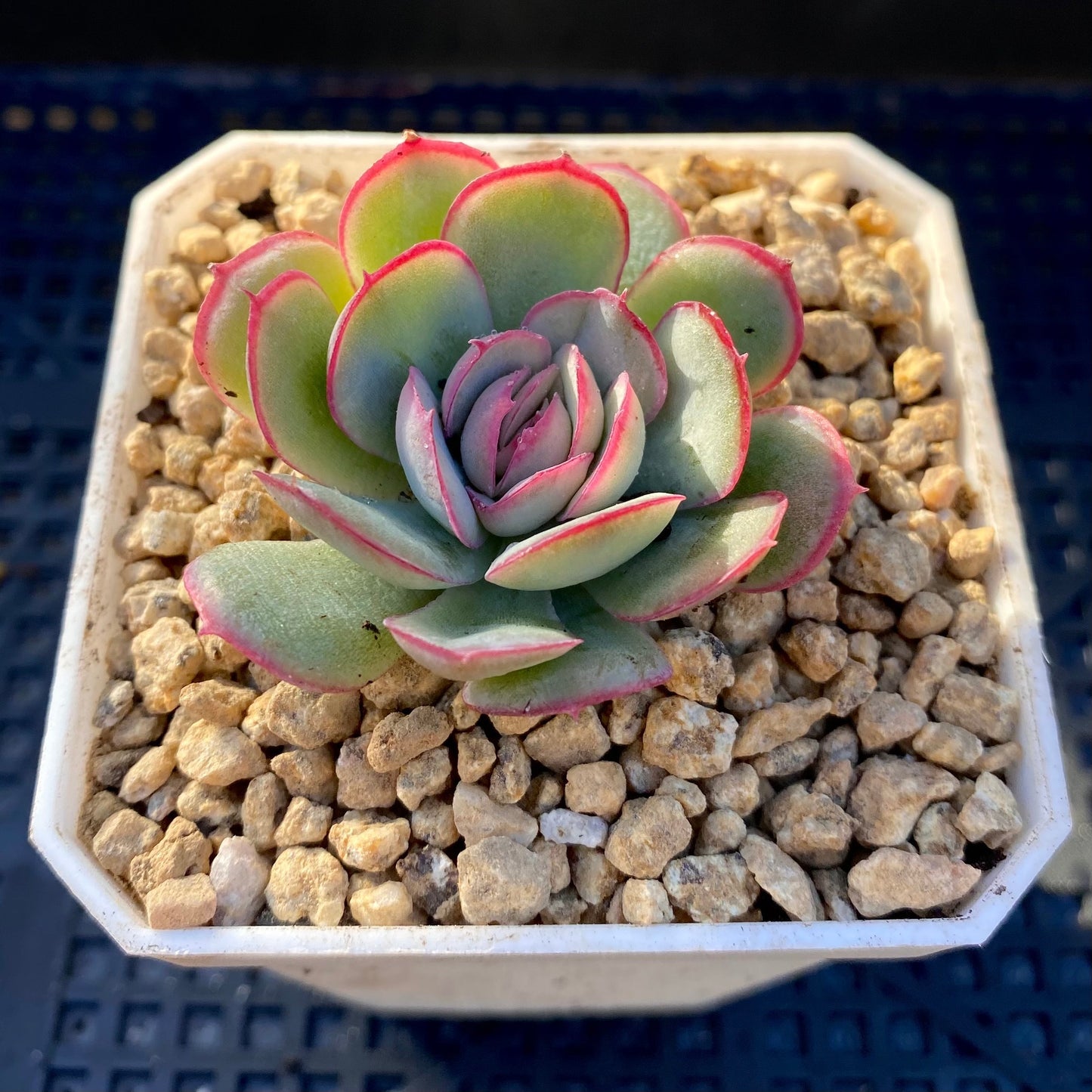 Echeveria strawberry ice
