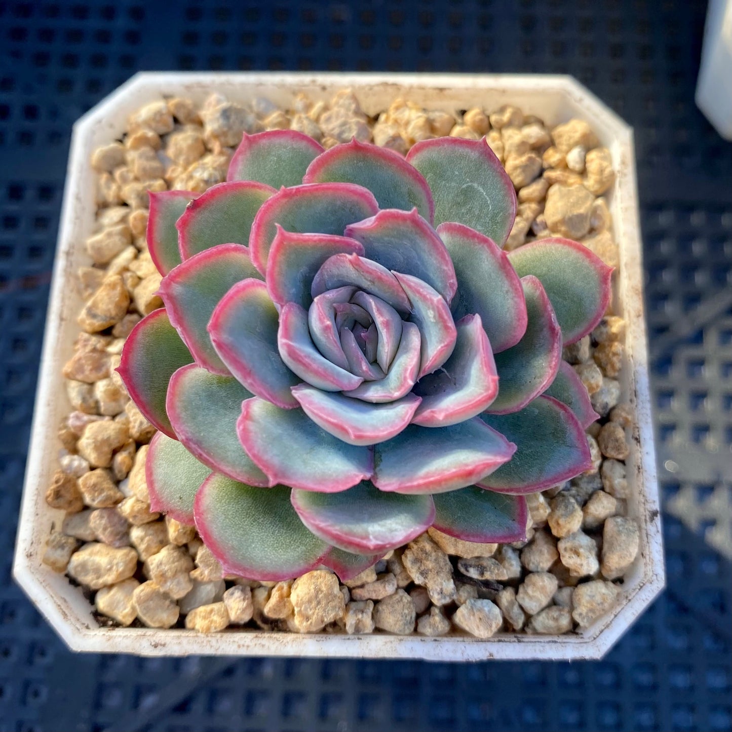 Echeveria strawberry ice