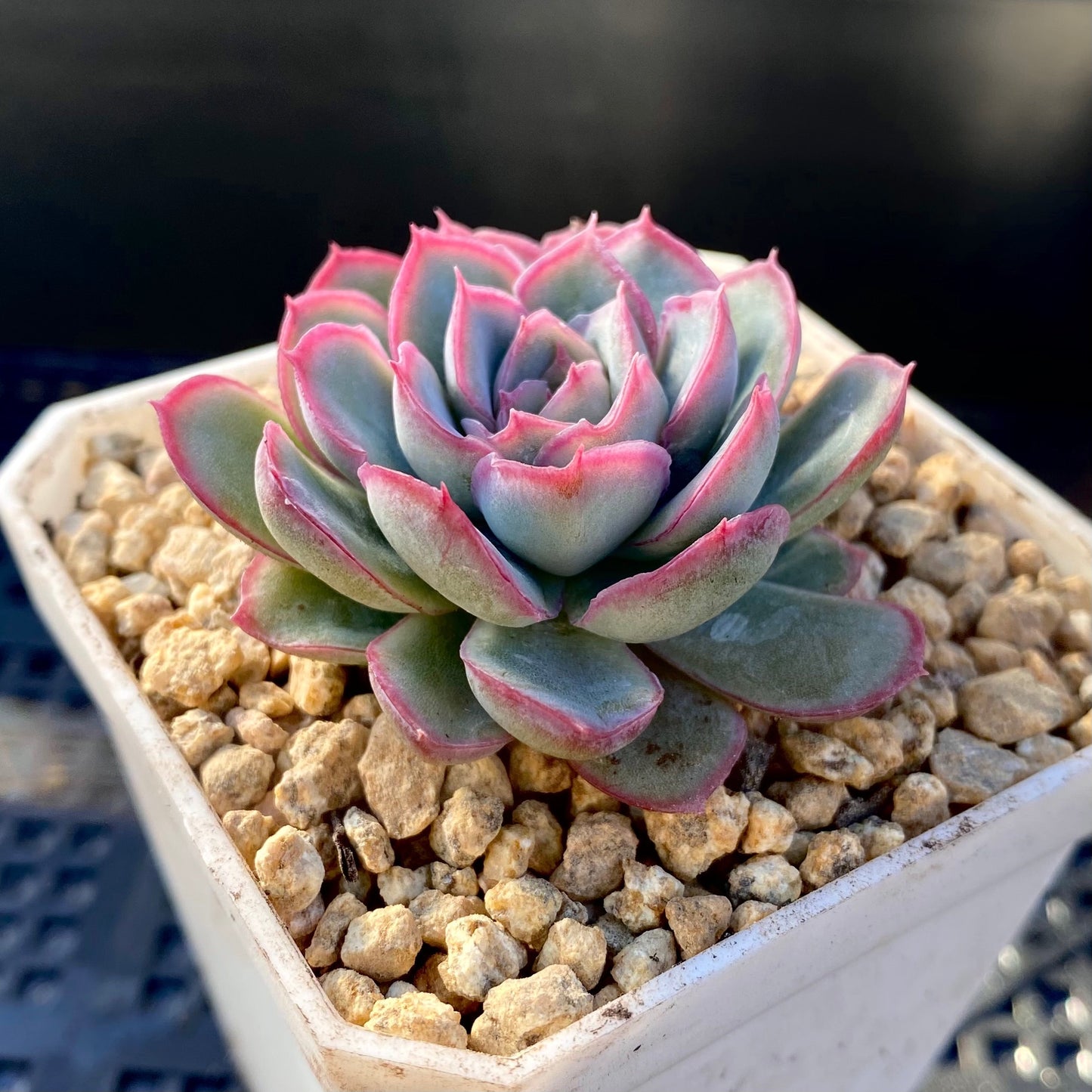 Echeveria strawberry ice