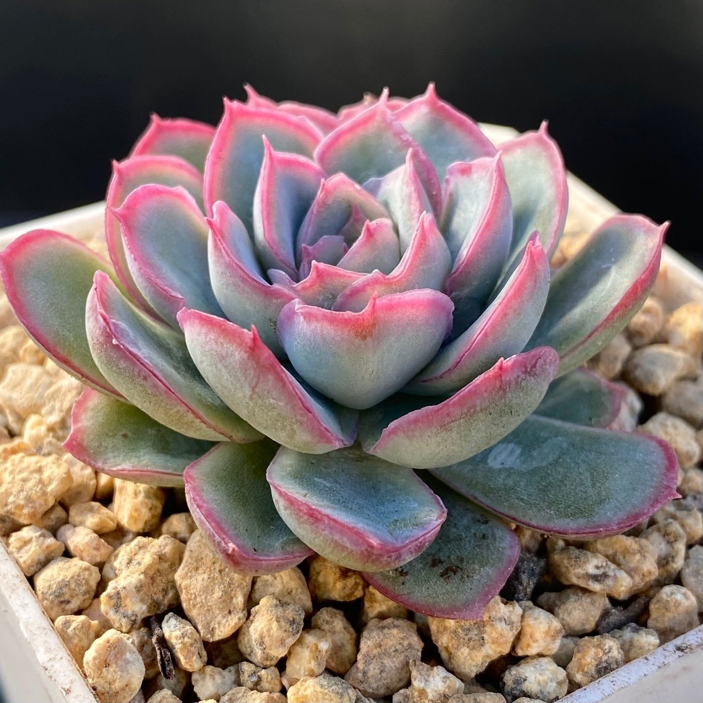Echeveria strawberry ice