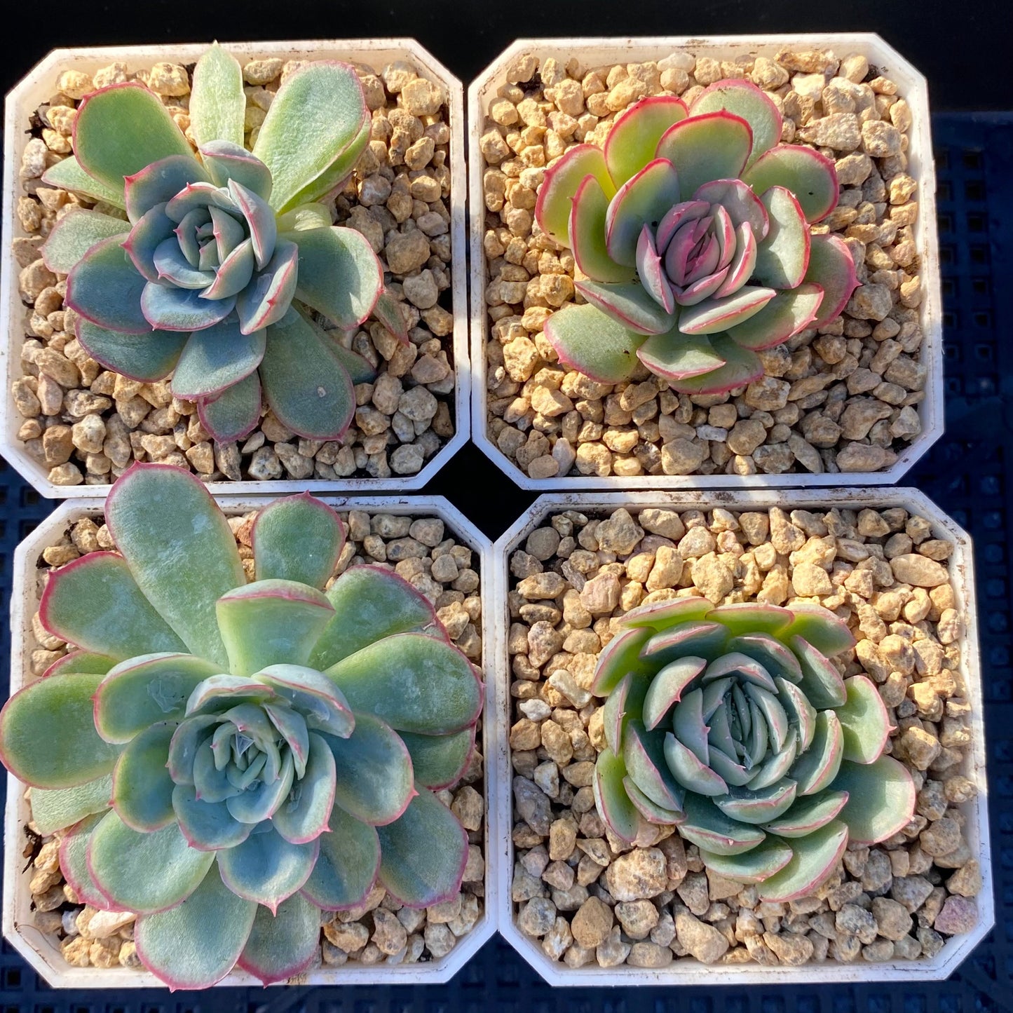 Echeveria strawberry ice