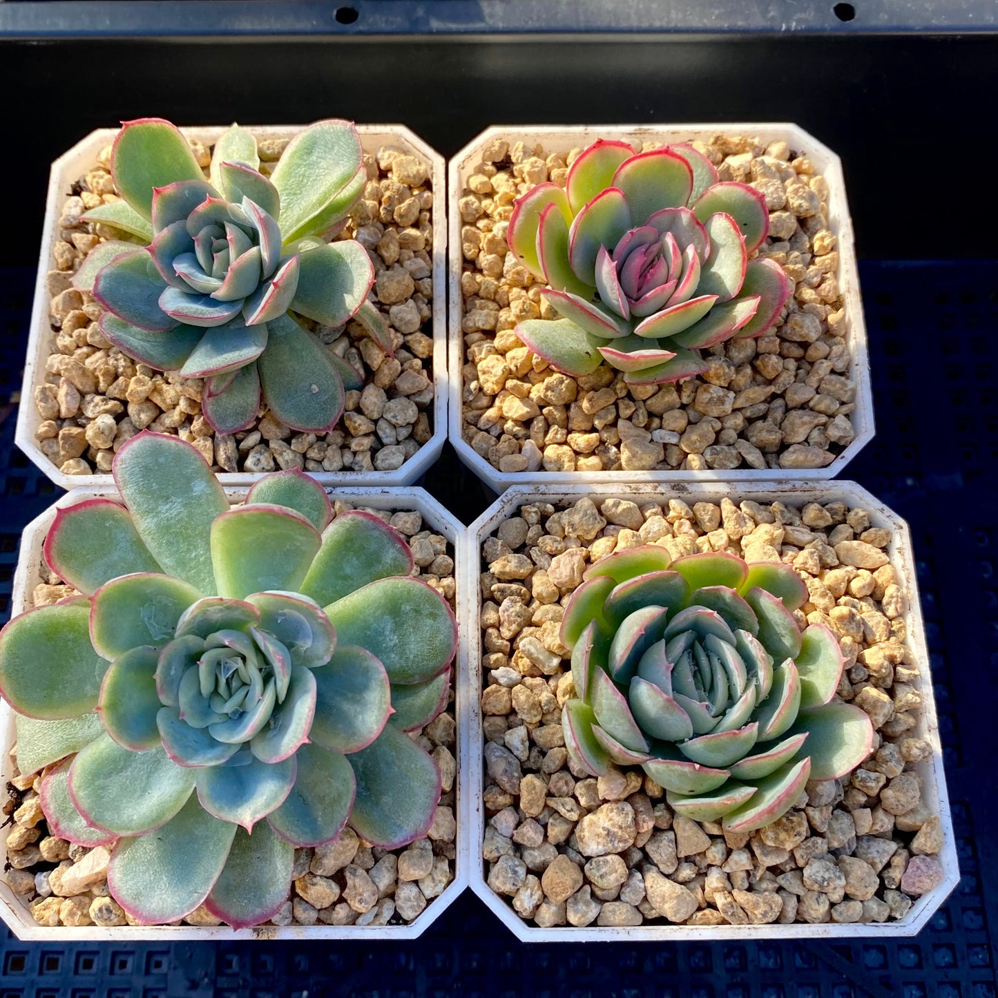 Echeveria strawberry ice