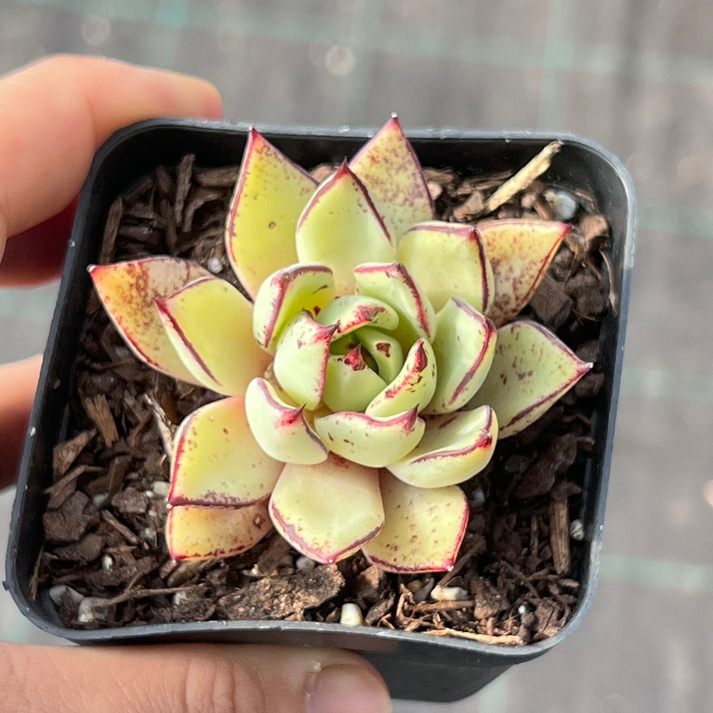 Echeveria Strictiflora x Ebony