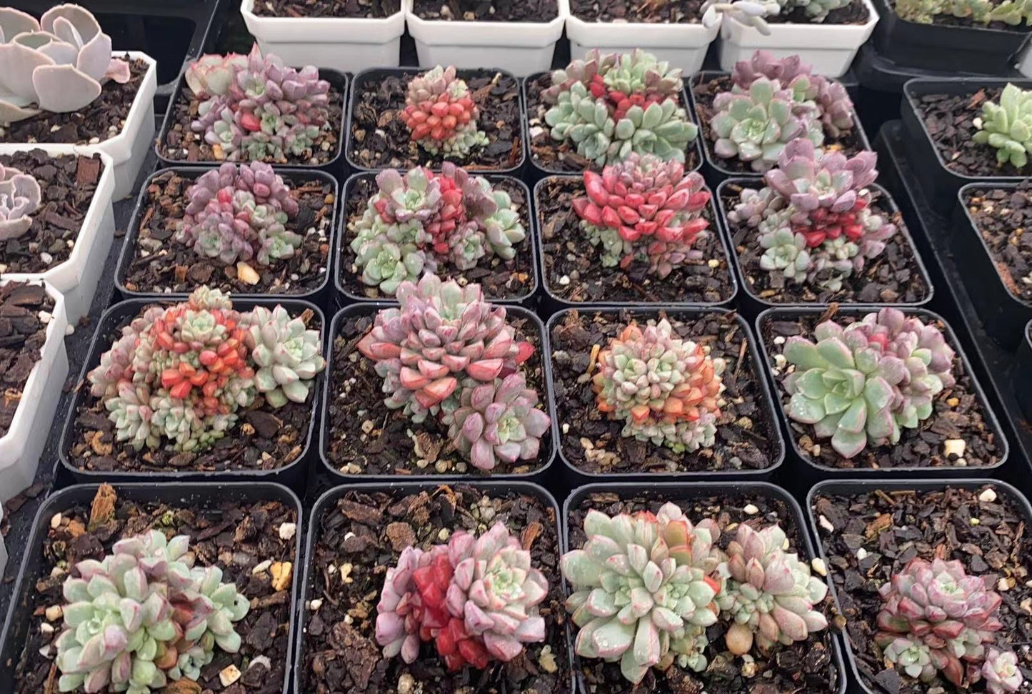 Echeveria subcorymbosa 030 giant form