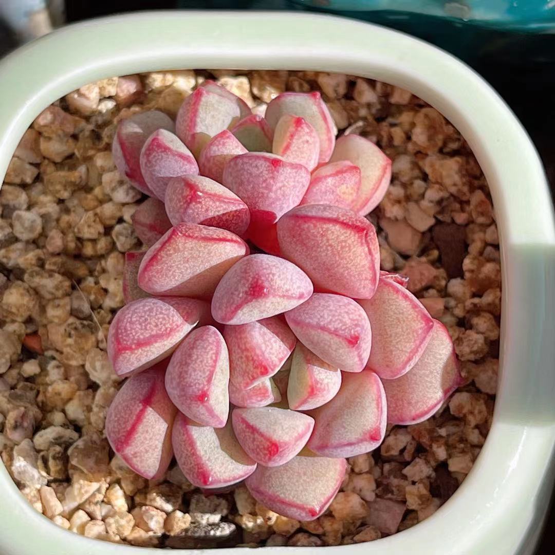 Echeveria subcorymbosa 030 giant form