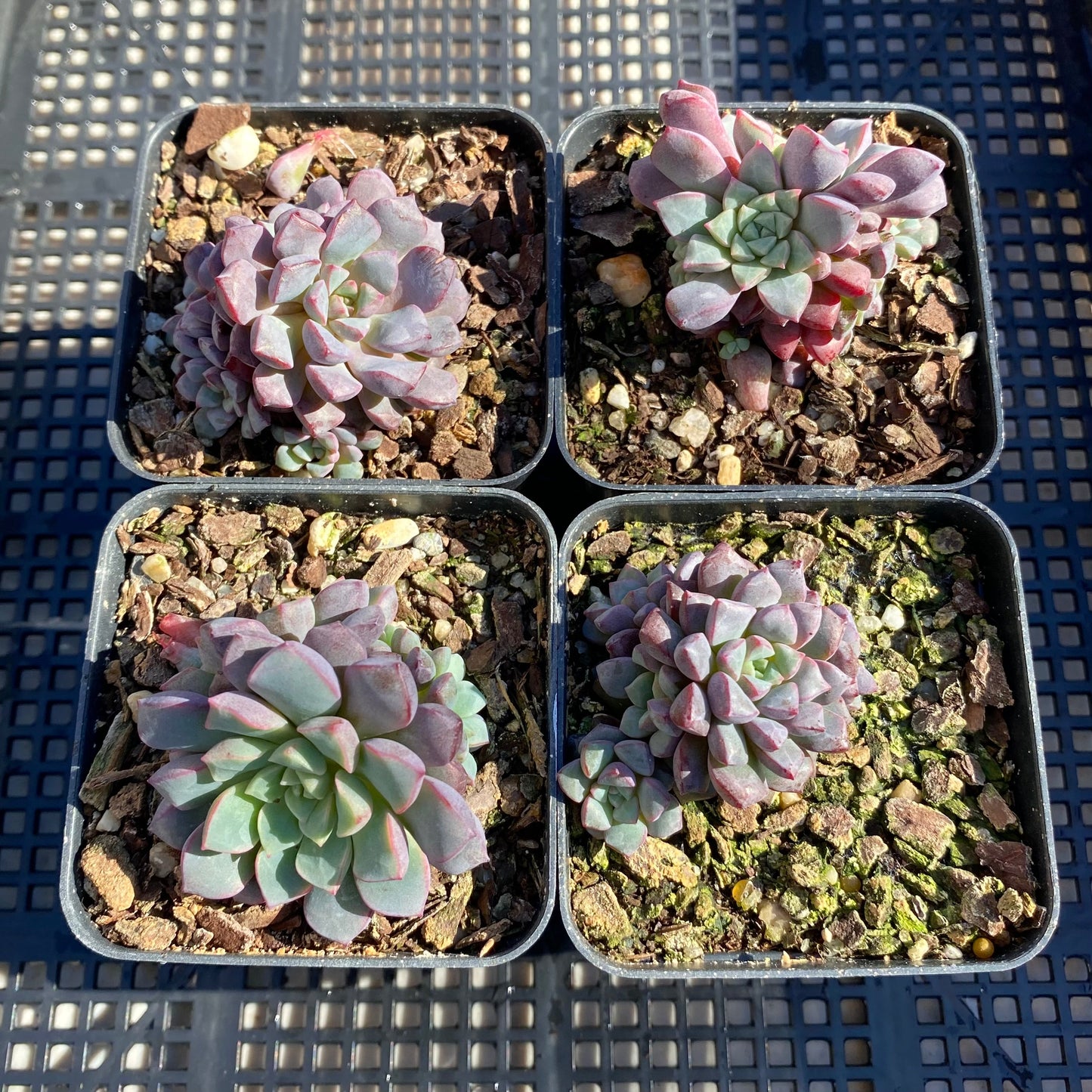 Echeveria subcorymbosa 030 giant form