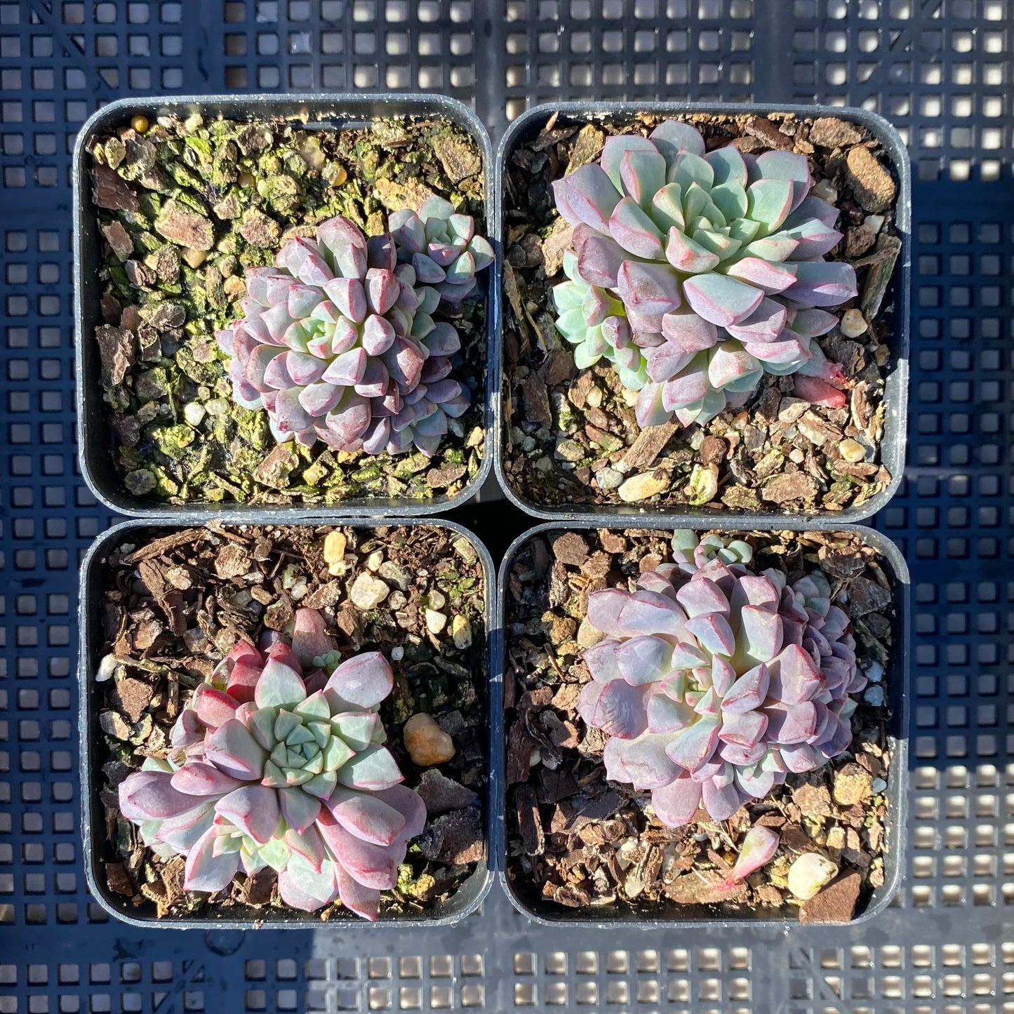 Echeveria subcorymbosa 030 giant form