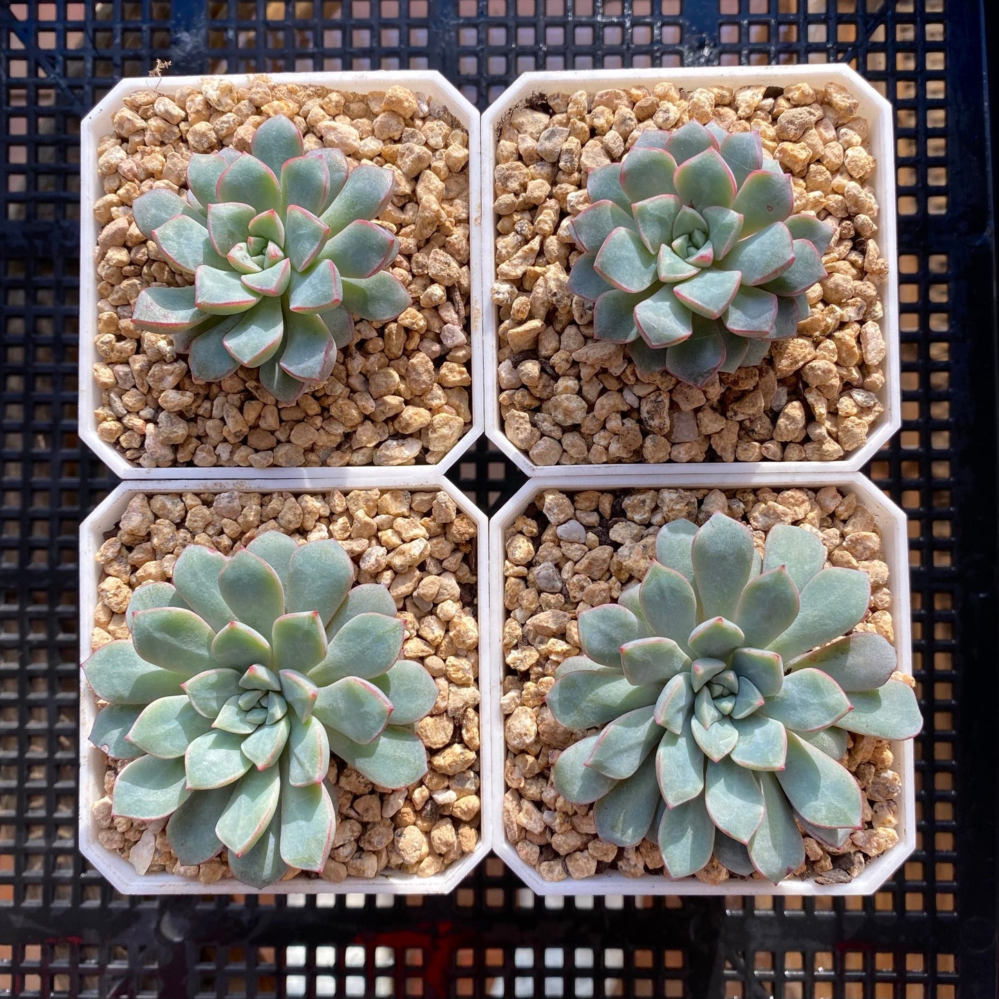 Echeveria subcorymbosa 030 giant form