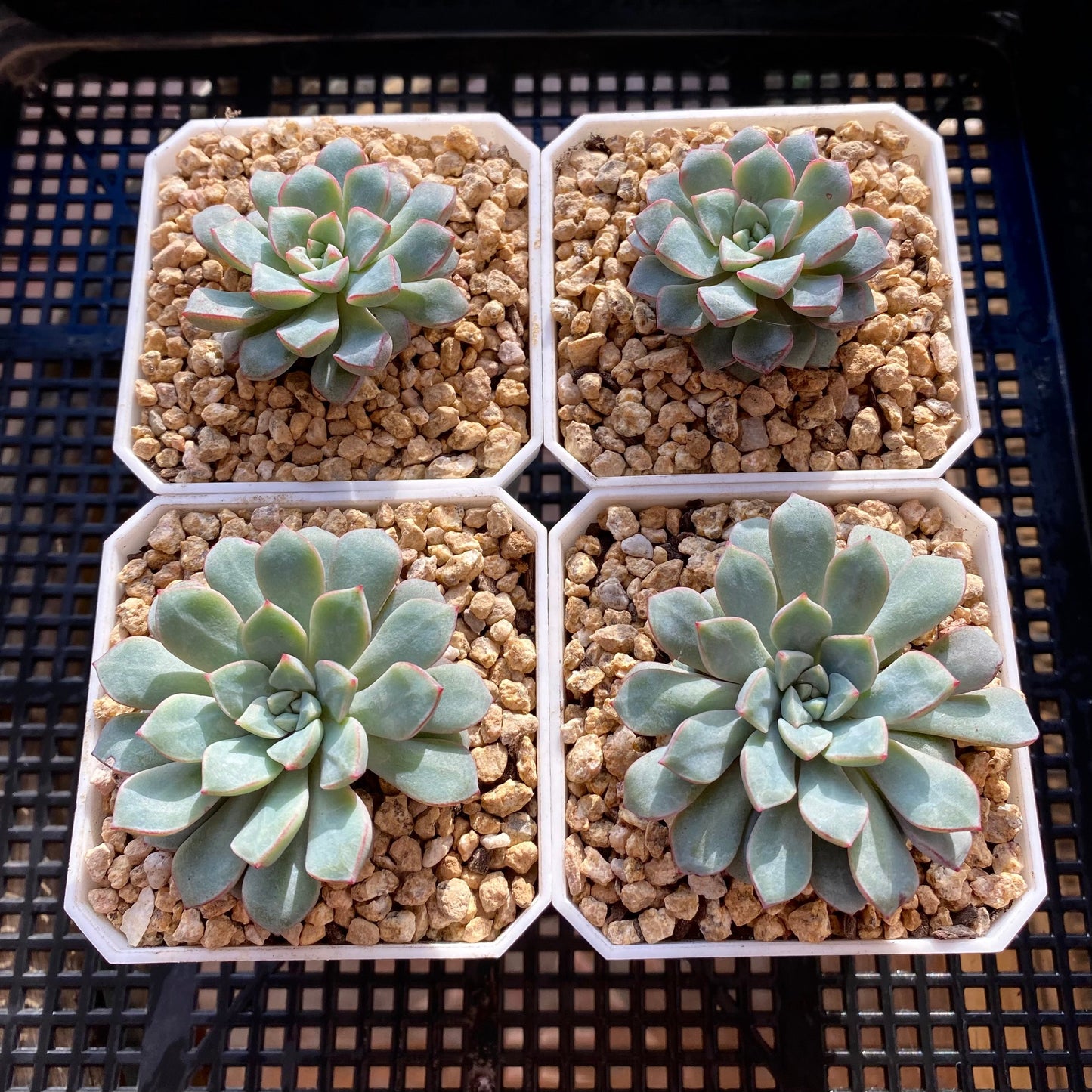 Echeveria subcorymbosa 030 giant form