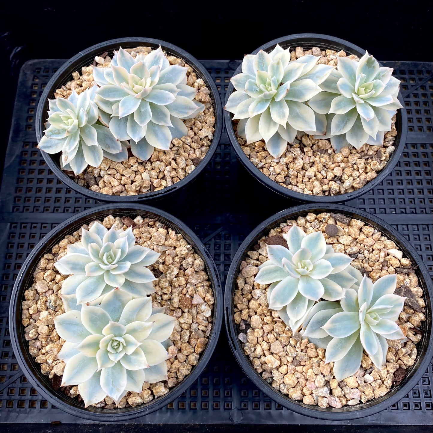 Echeveria subsessilis variegated