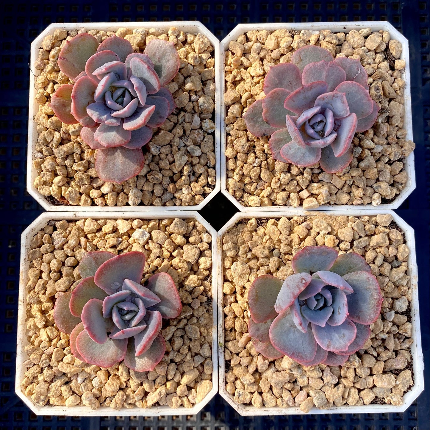 Echeveria subsessilis monstrose S