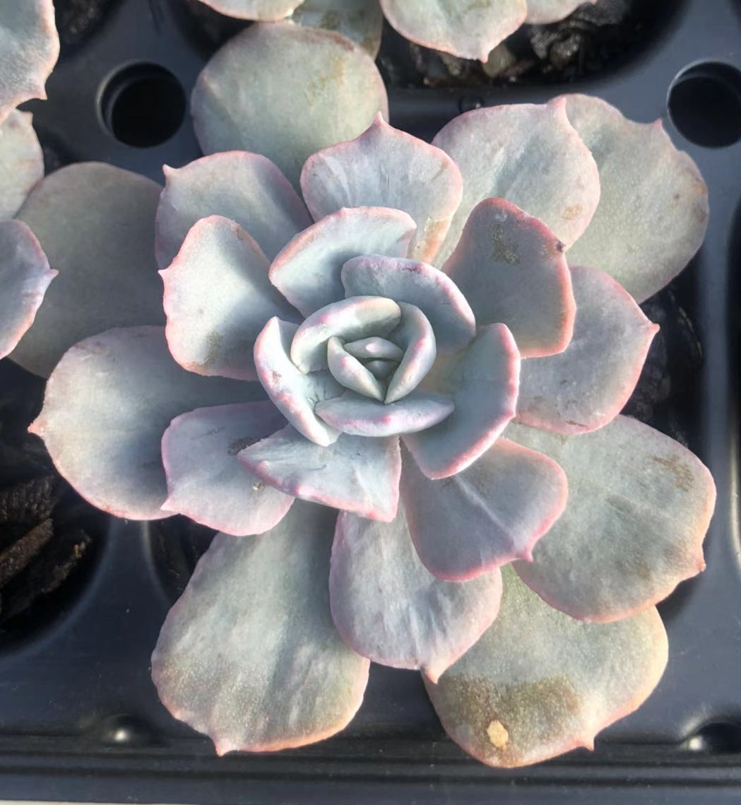 Echeveria subsessilis monstrose S