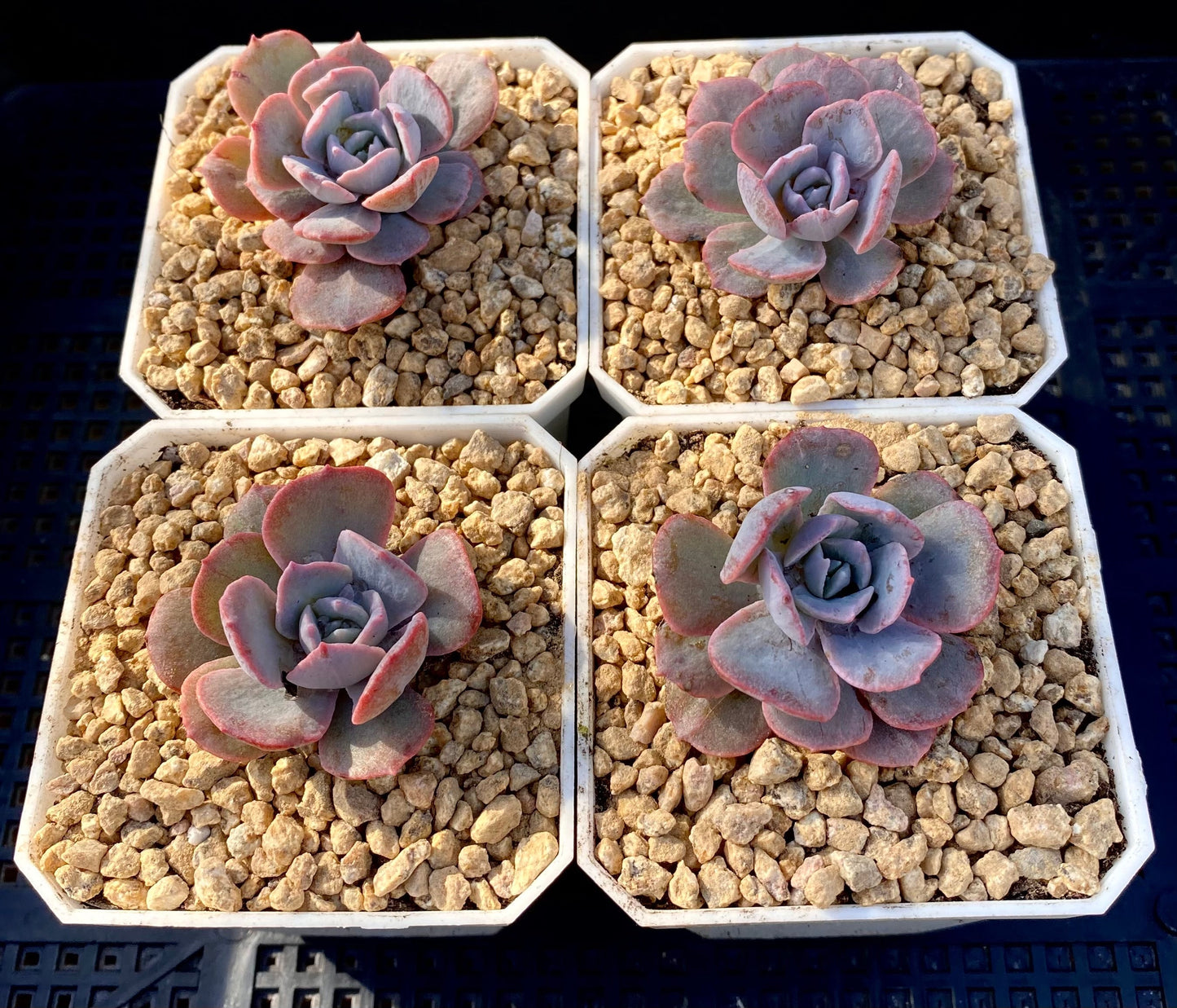 Echeveria subsessilis monstrose S