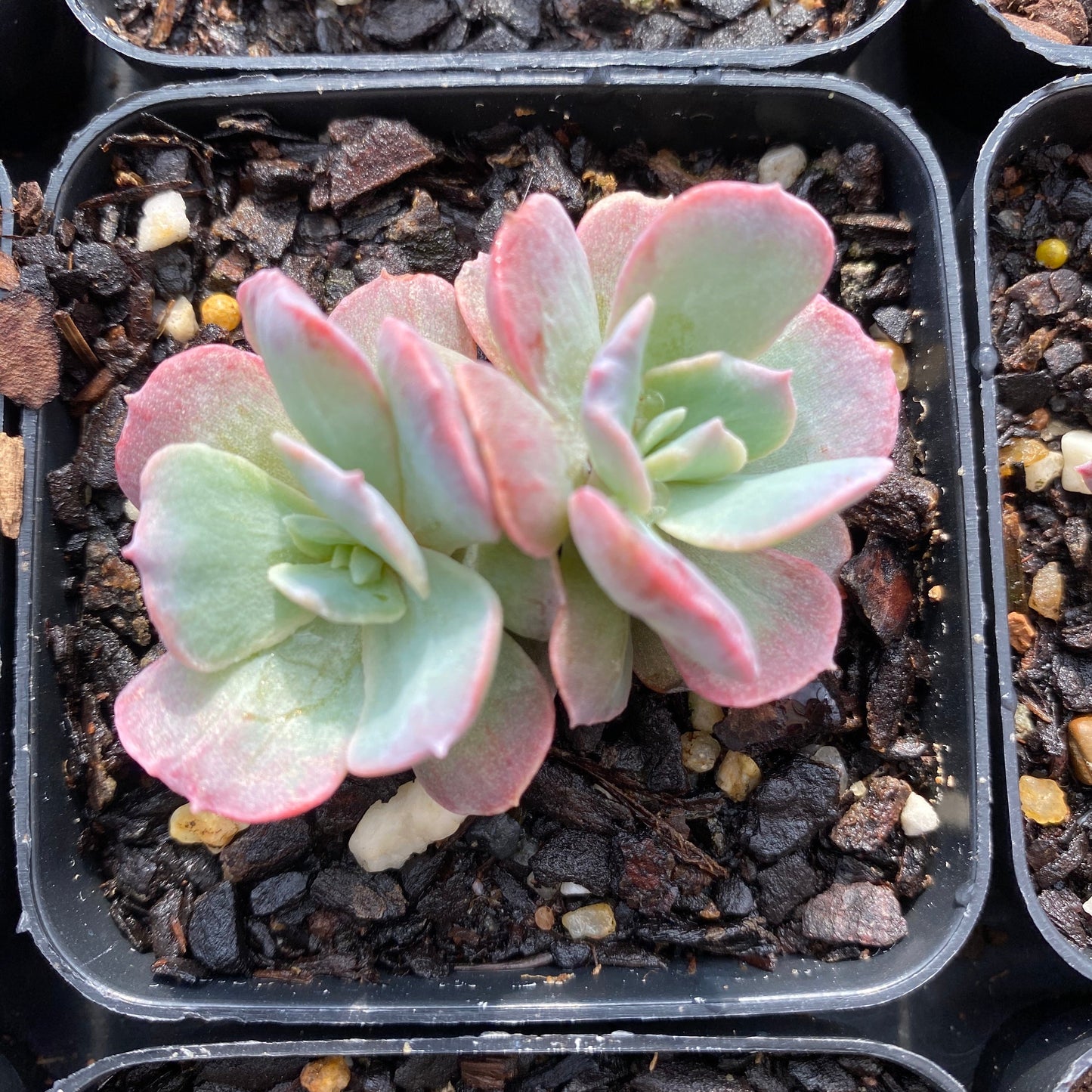 Echeveria subsessilis monstrose S