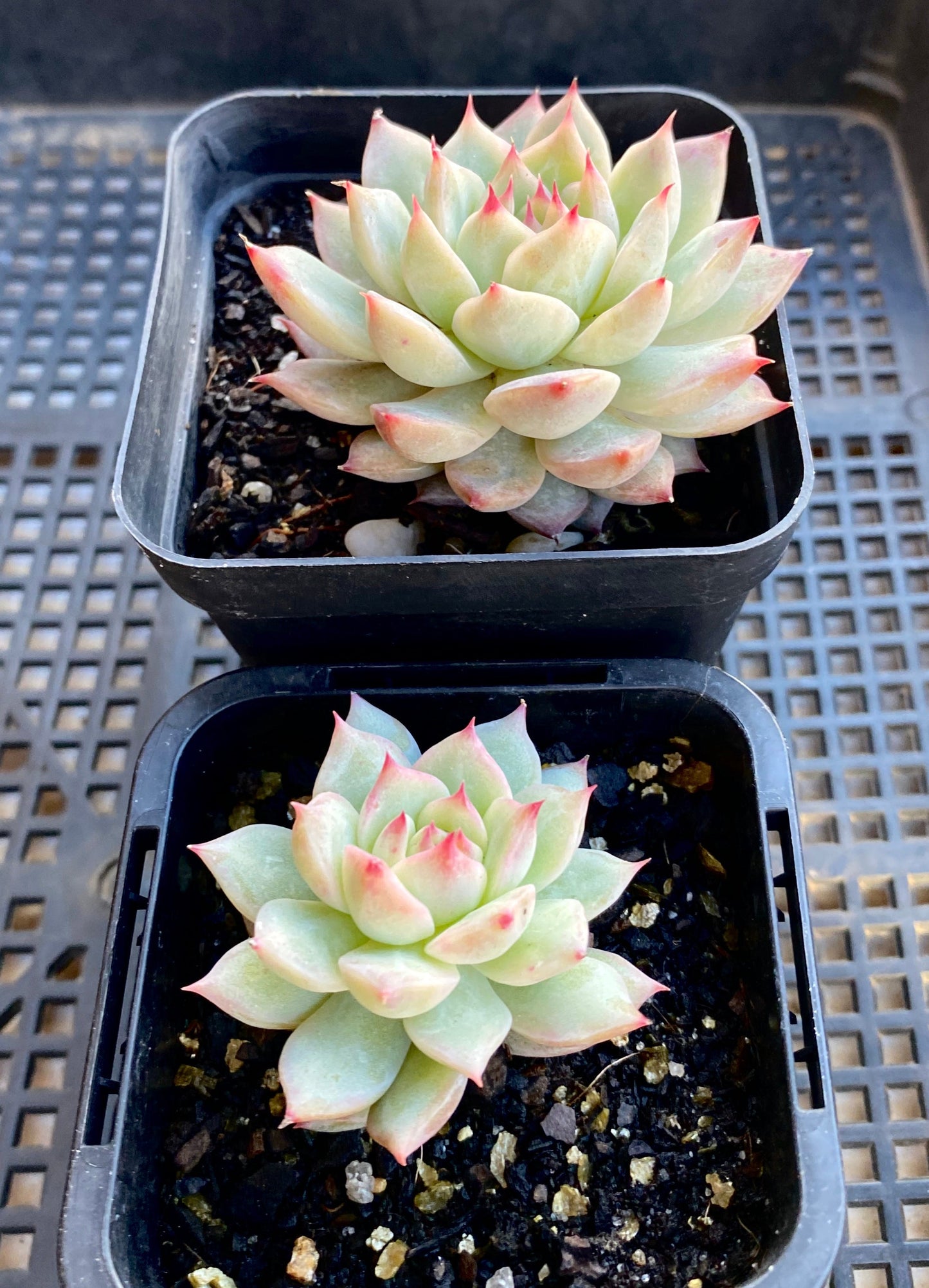 Echeveria tippy hybrid