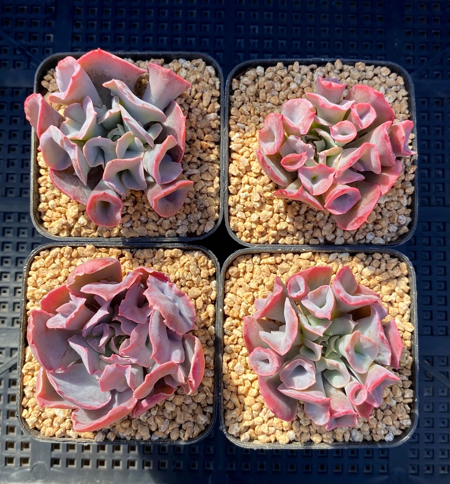Echeveria trumpet pinky