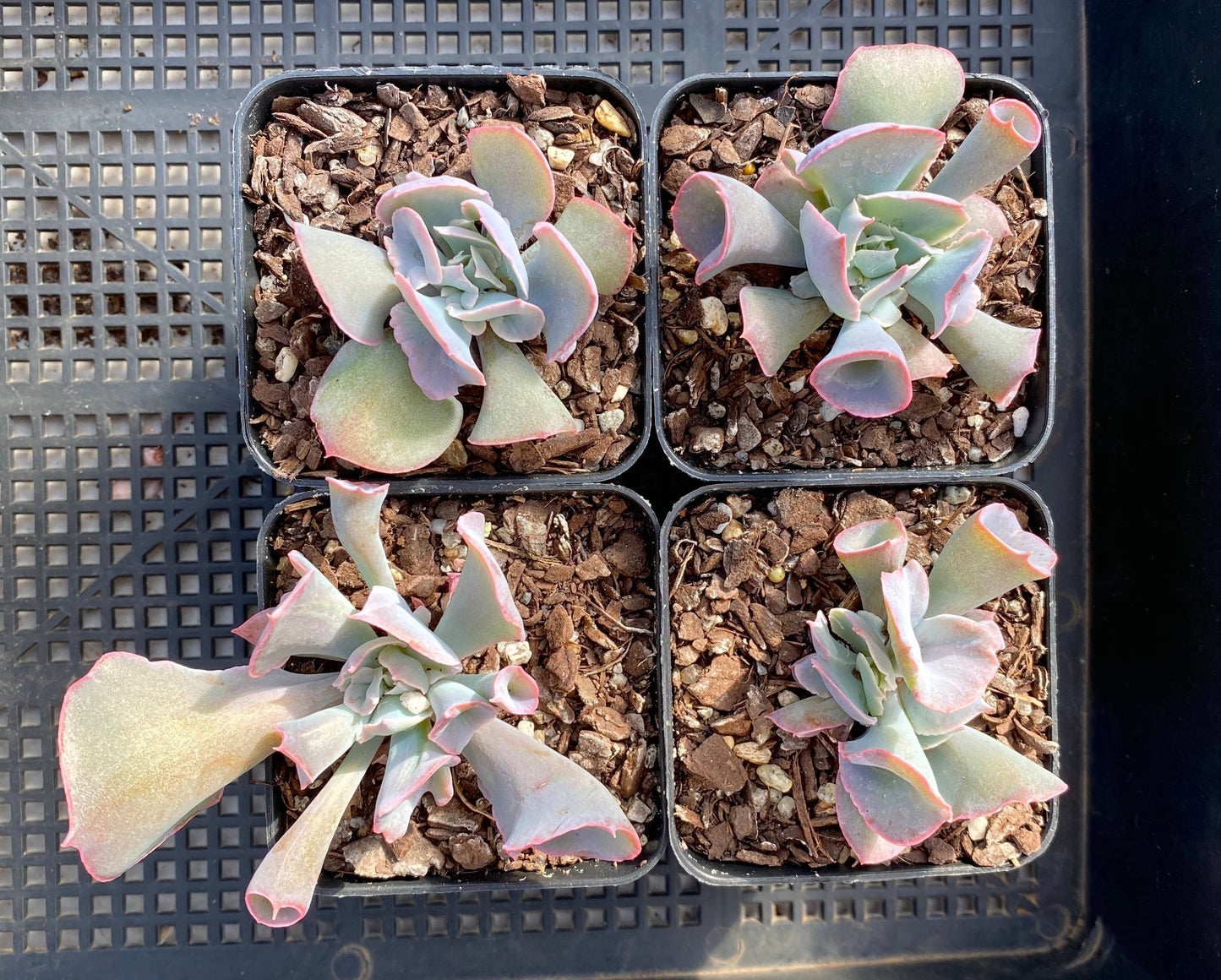 Echeveria trumpet pinky
