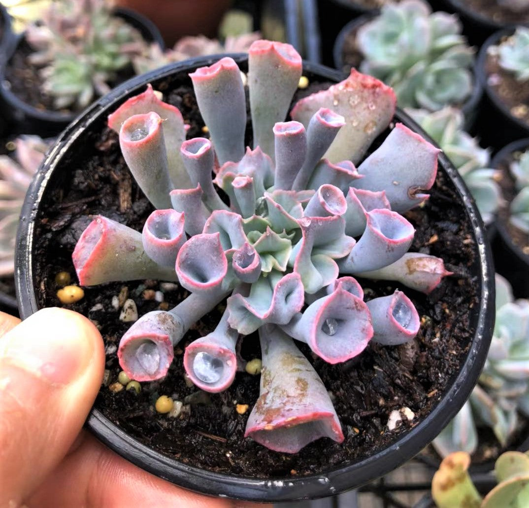Echeveria trumpet pinky