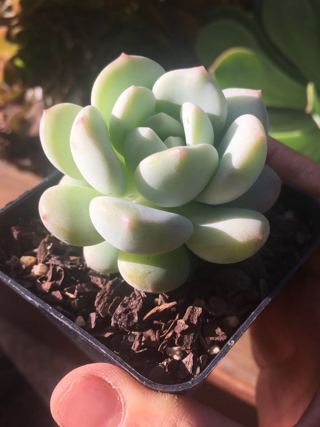 Sedeveria Pudgy