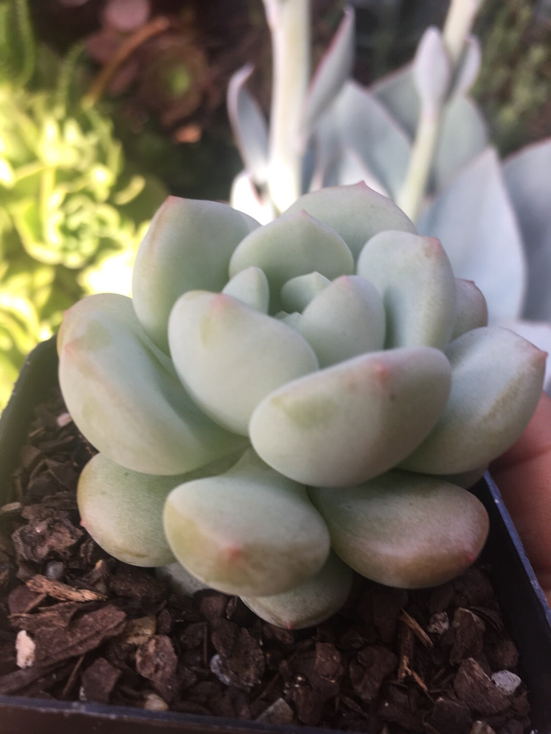 Sedeveria Pudgy