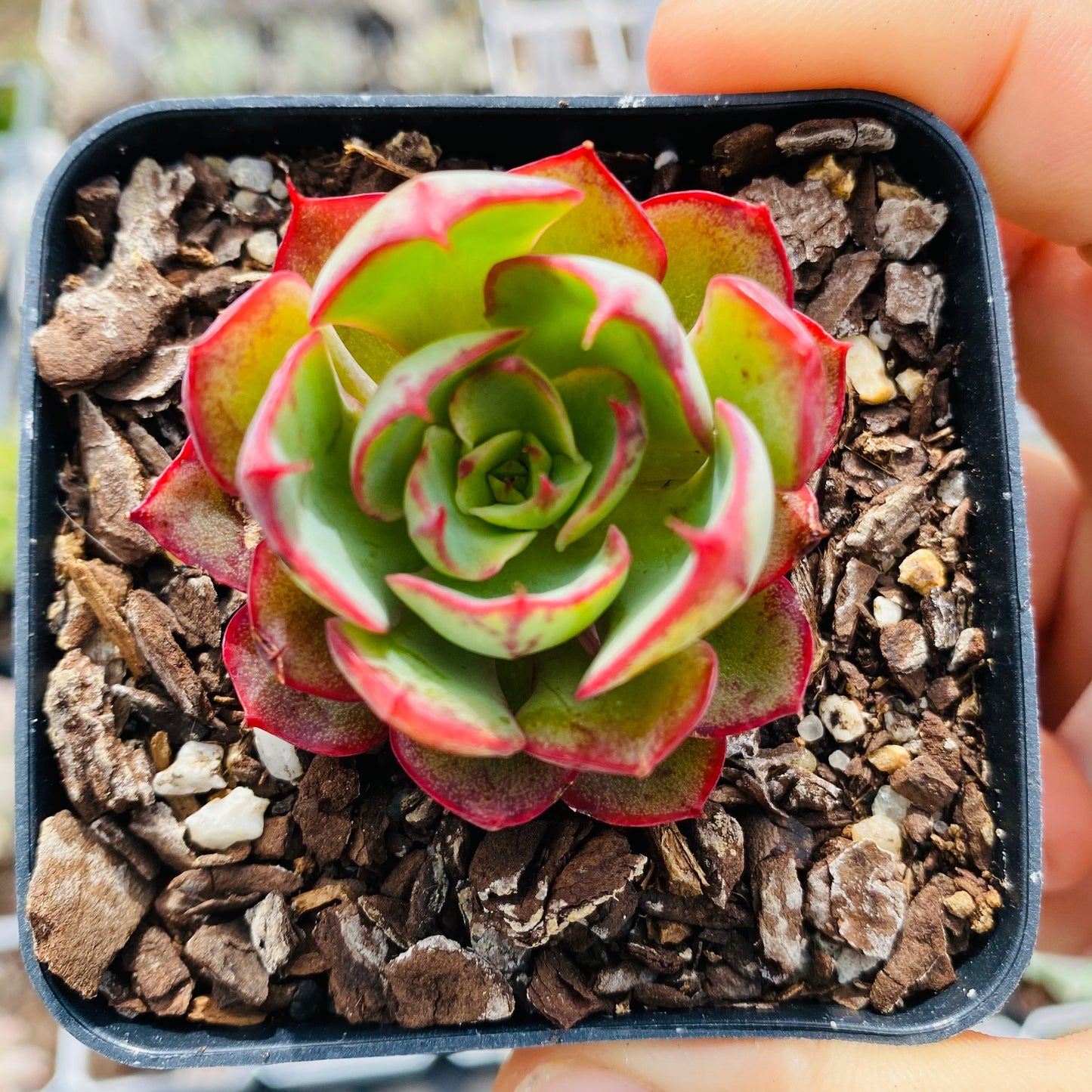 Echeveria yangjin