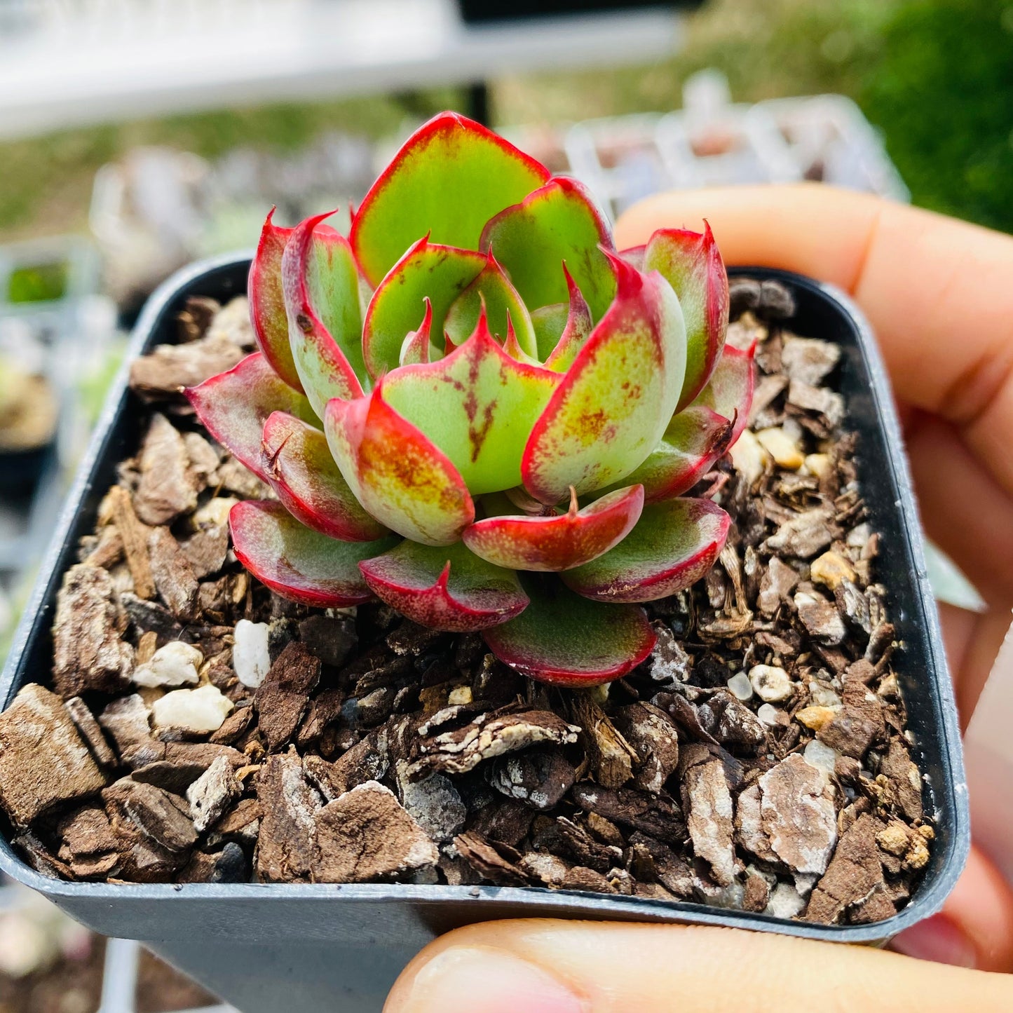 Echeveria yangjin