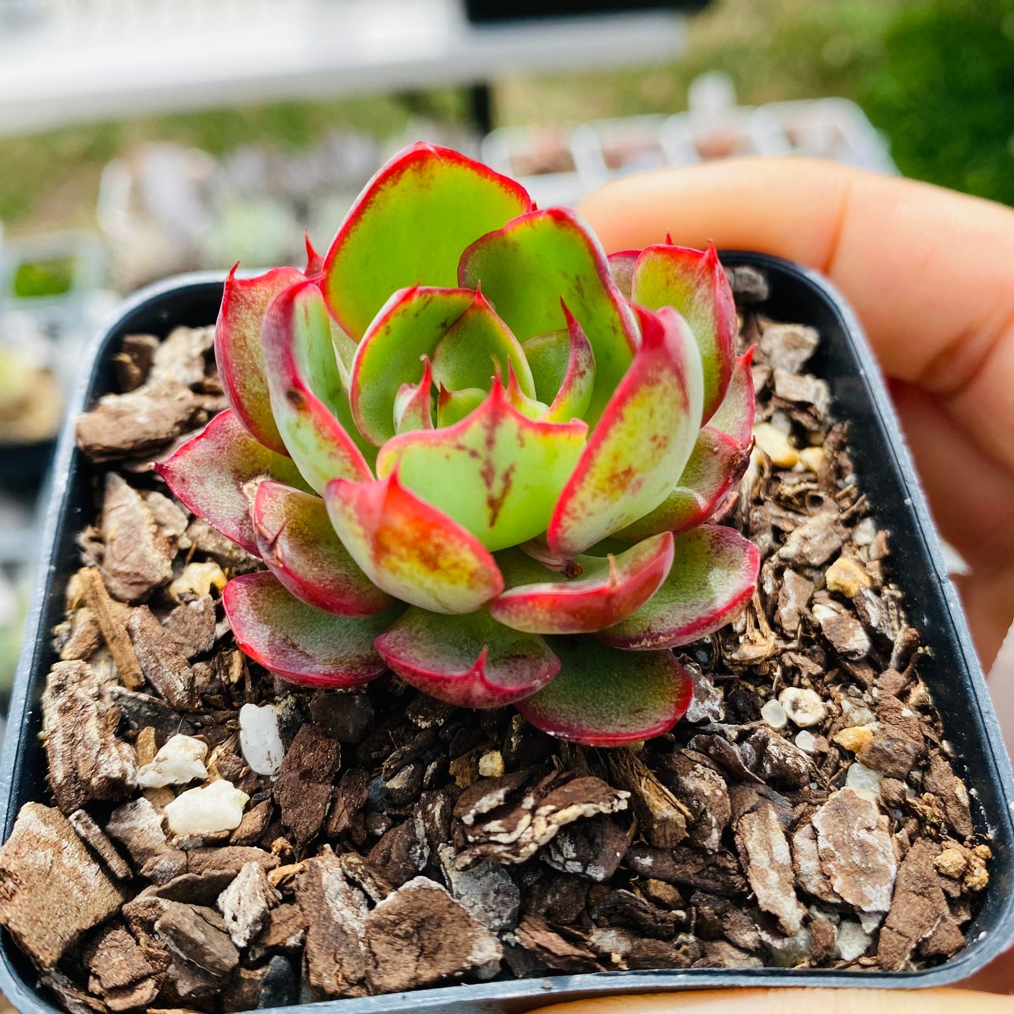 Echeveria yangjin