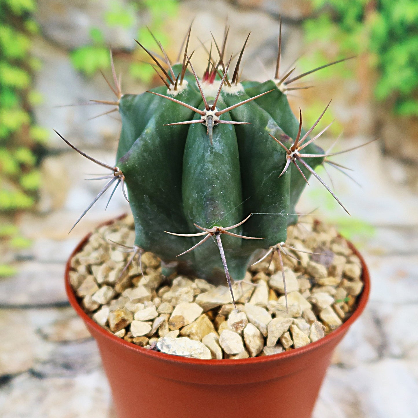 Echinocactus ingens