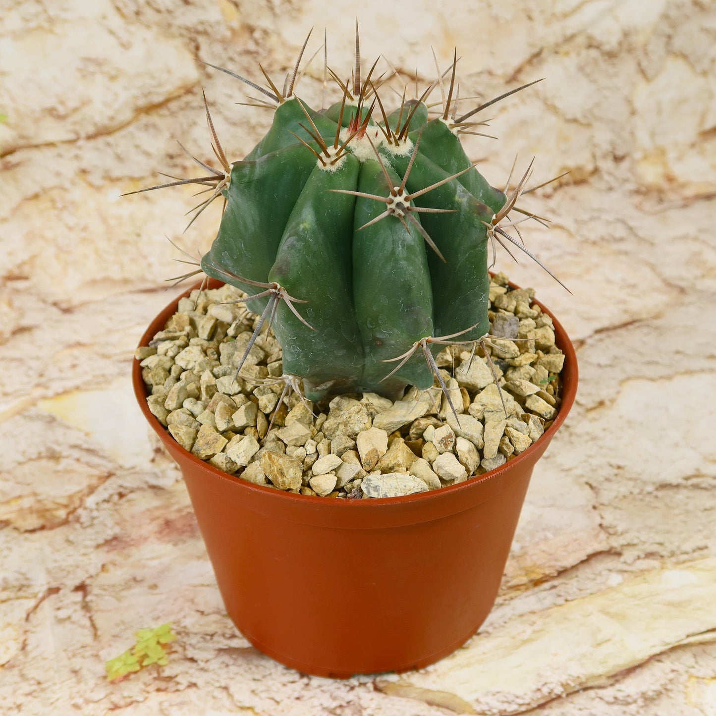 Echinocactus ingens