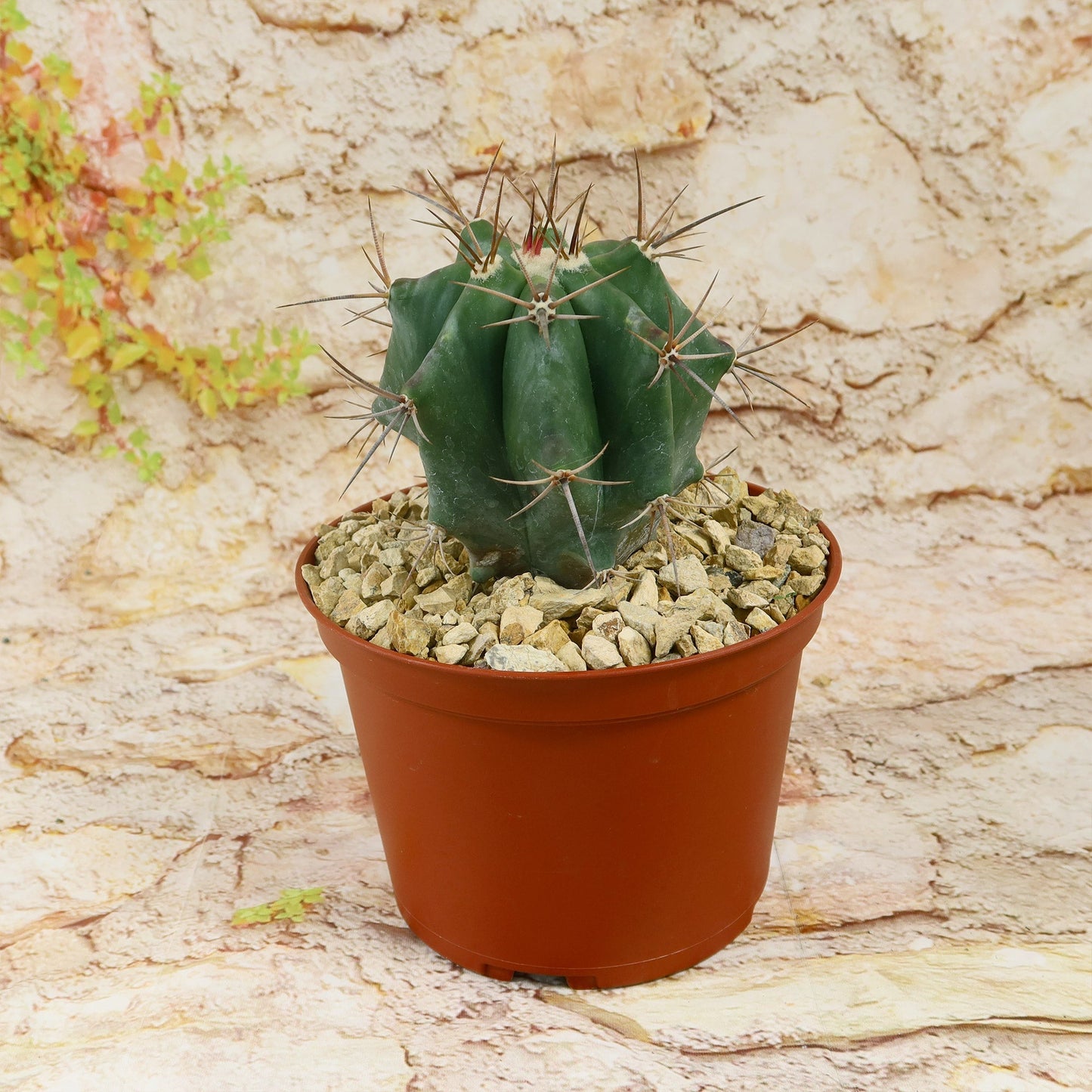 Echinocactus ingens