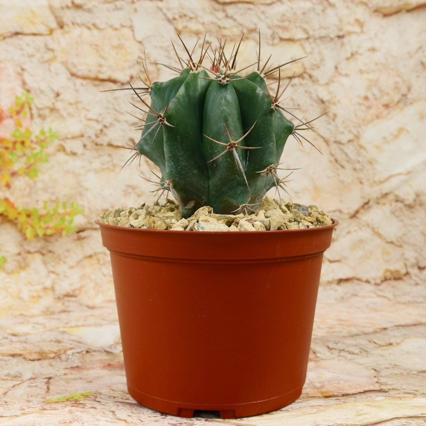 Echinocactus ingens