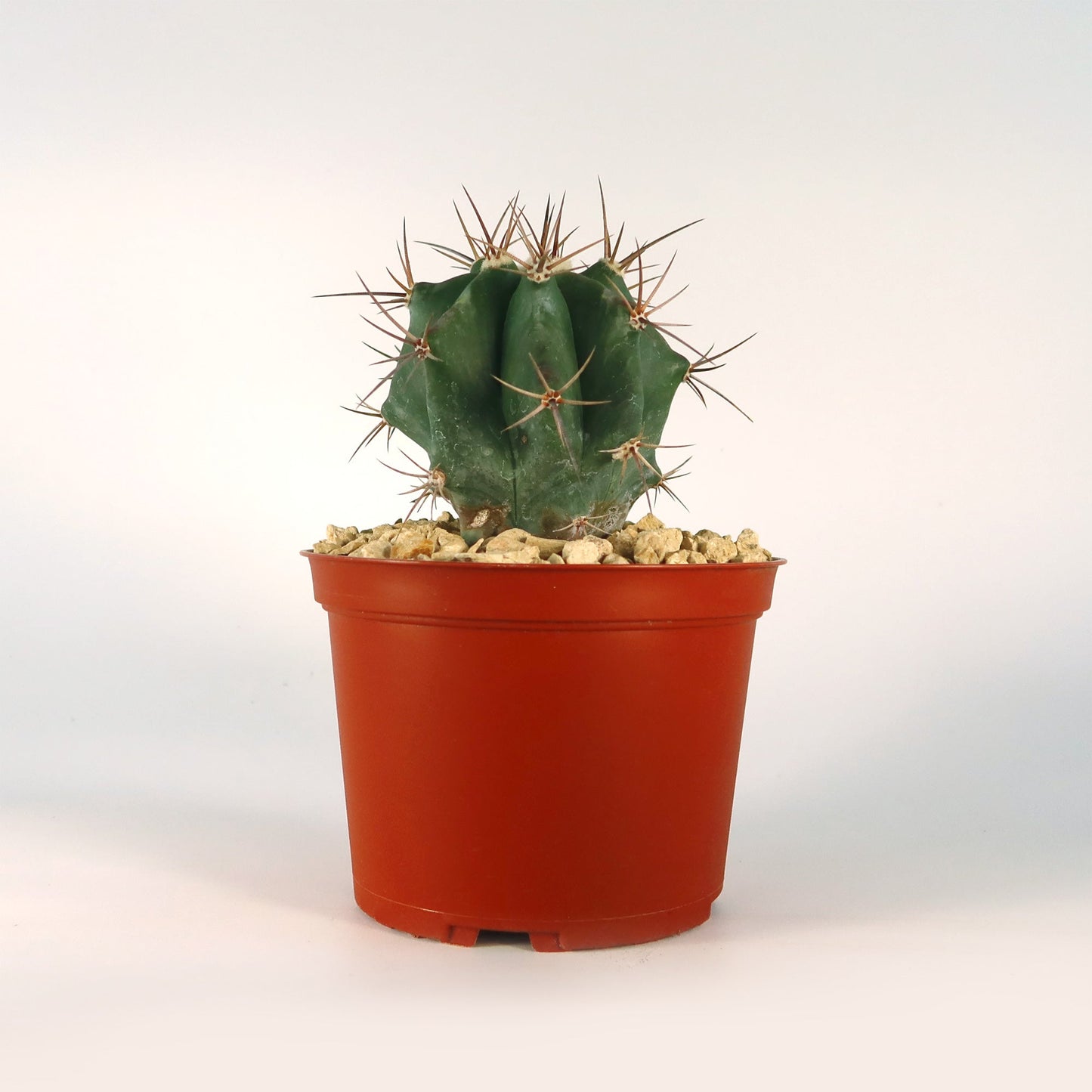 Echinocactus ingens