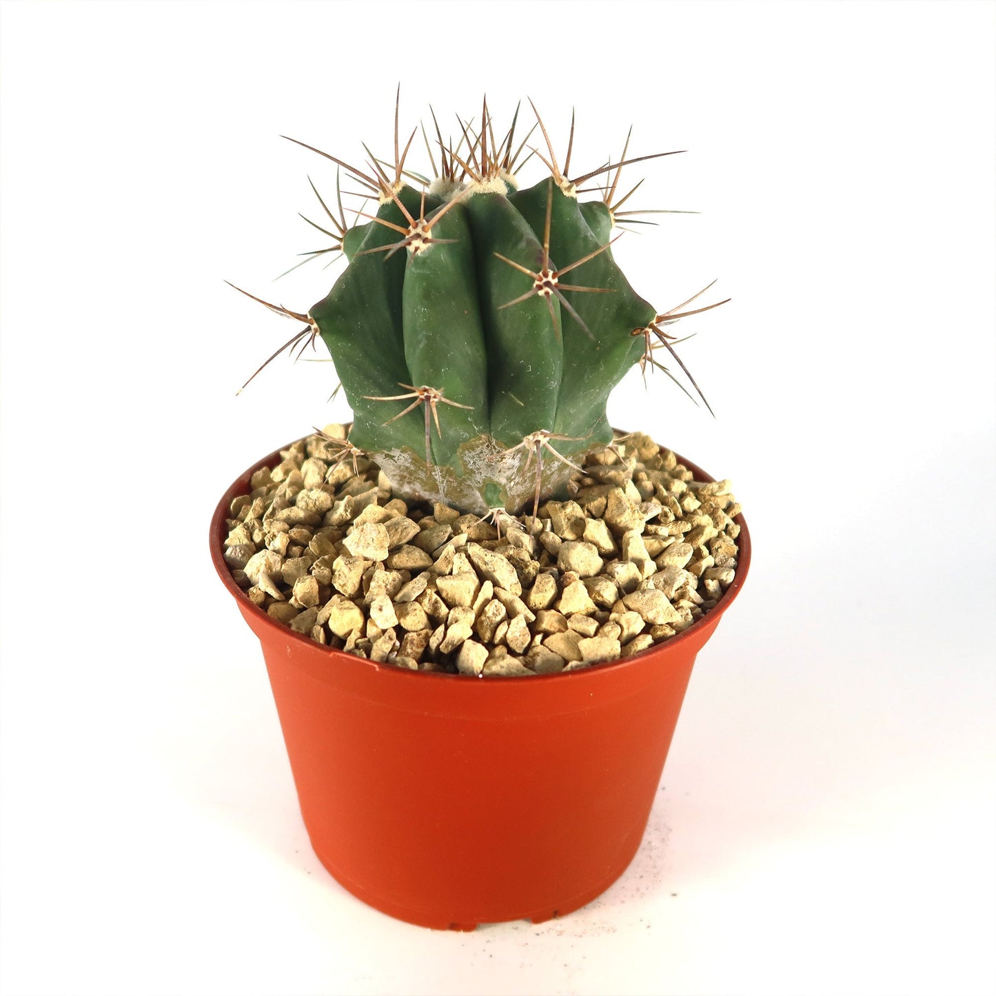 Echinocactus ingens