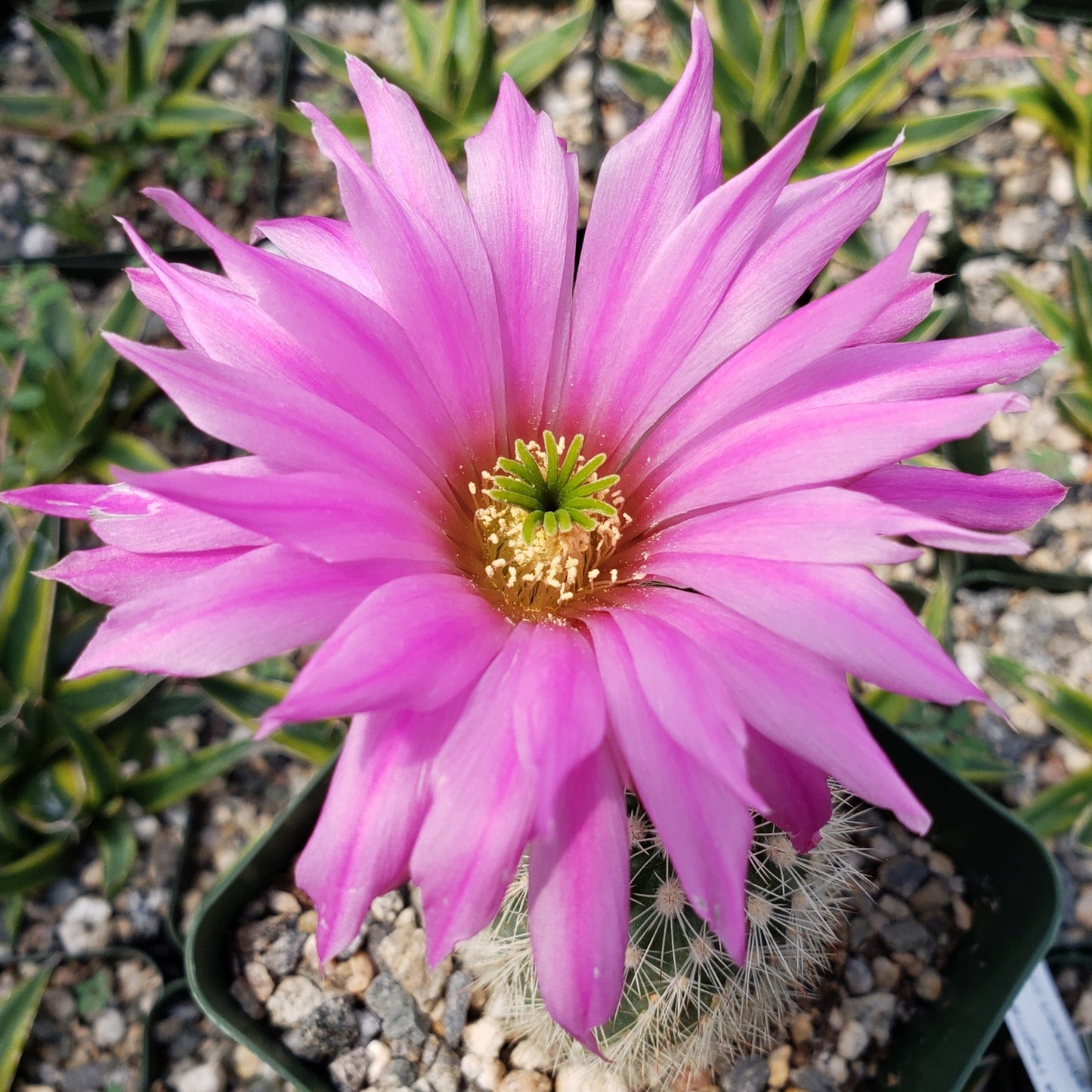 Echinocereus websterianus