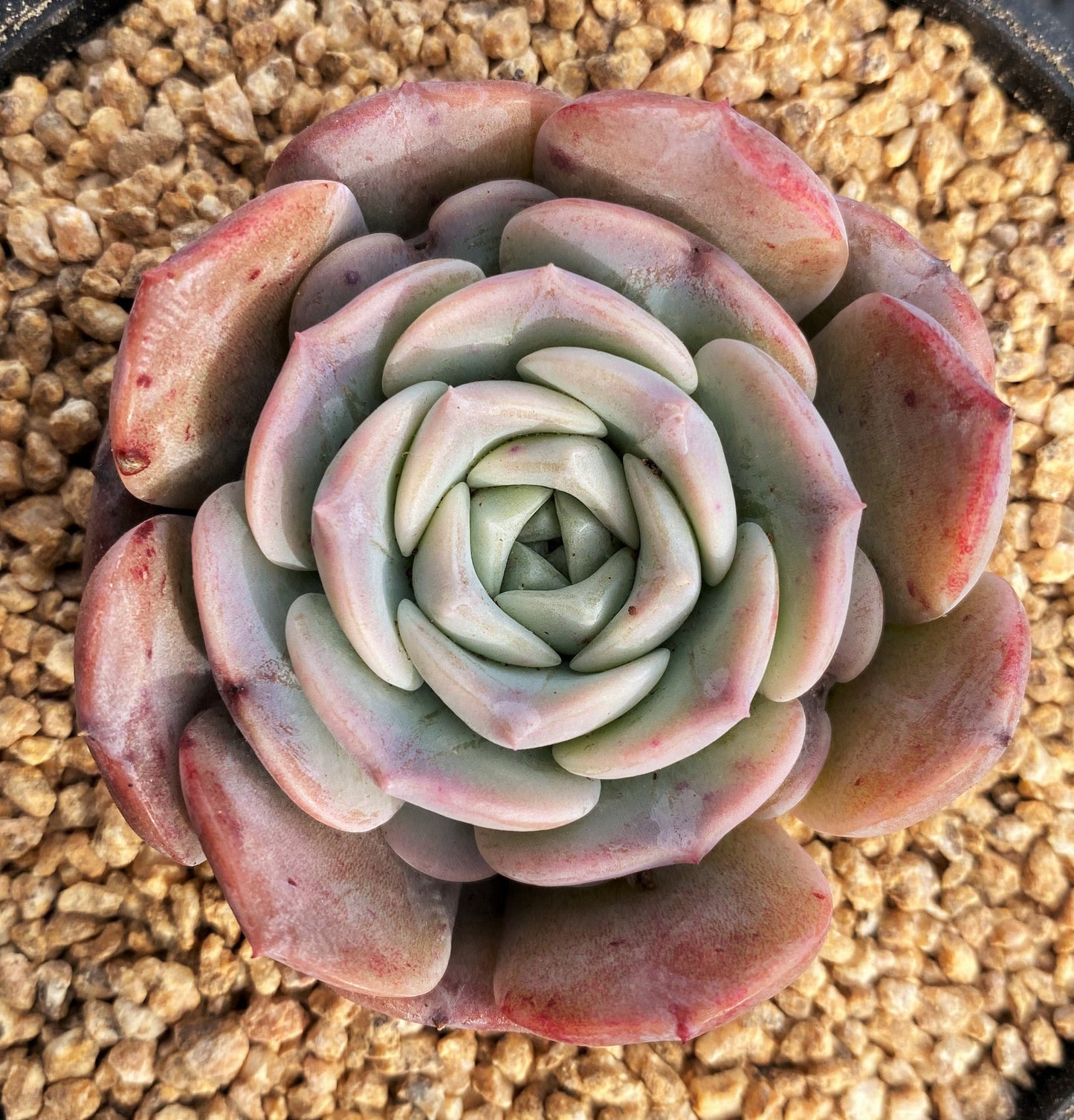 Echeveria amazing grace
