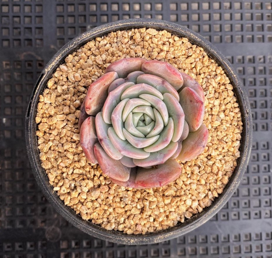 Echeveria amazing grace