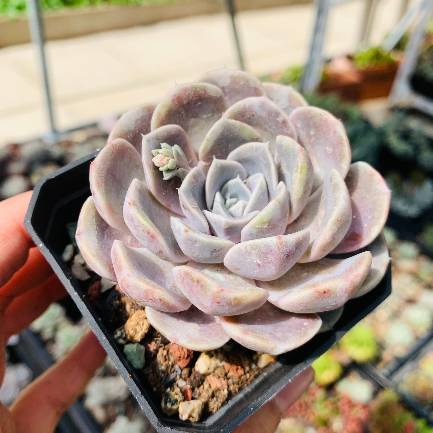 Echeveria Tynie Burger 泰尼汉堡