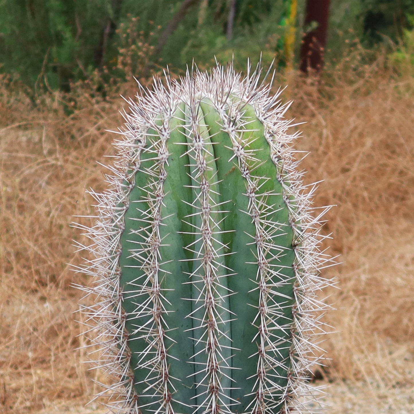 Cardon Cactus 'Pachycereus pringlei'